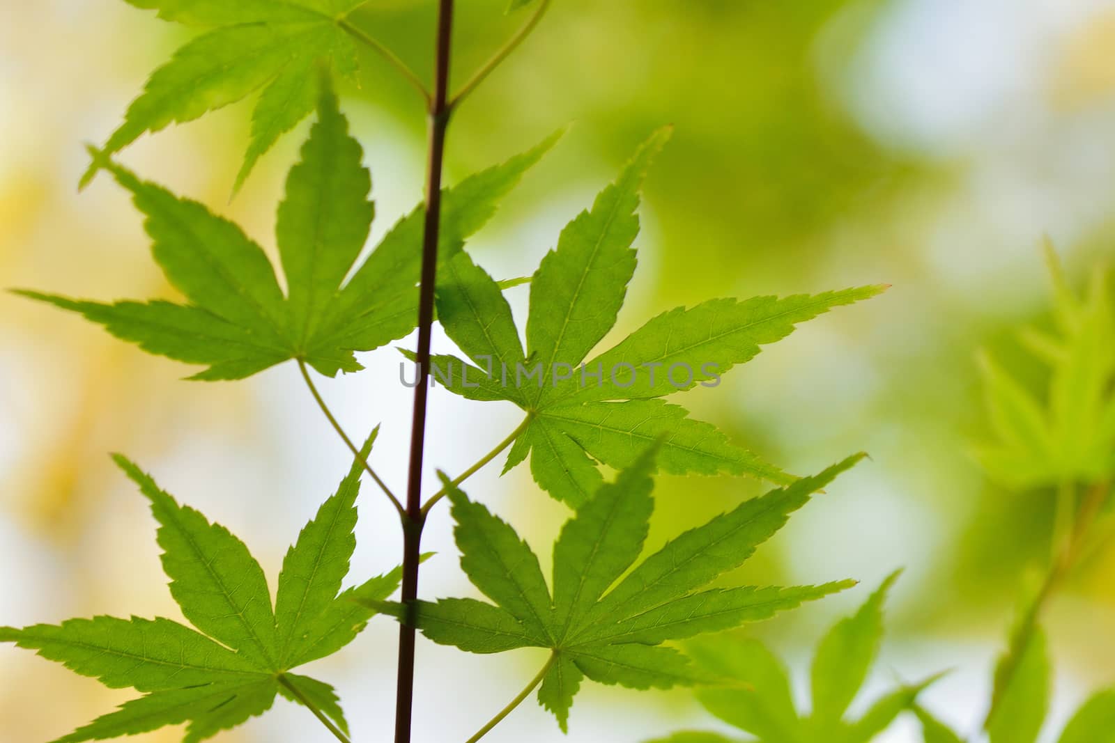Macro details of fresh green Japanese Maple leaves in horizontal frame