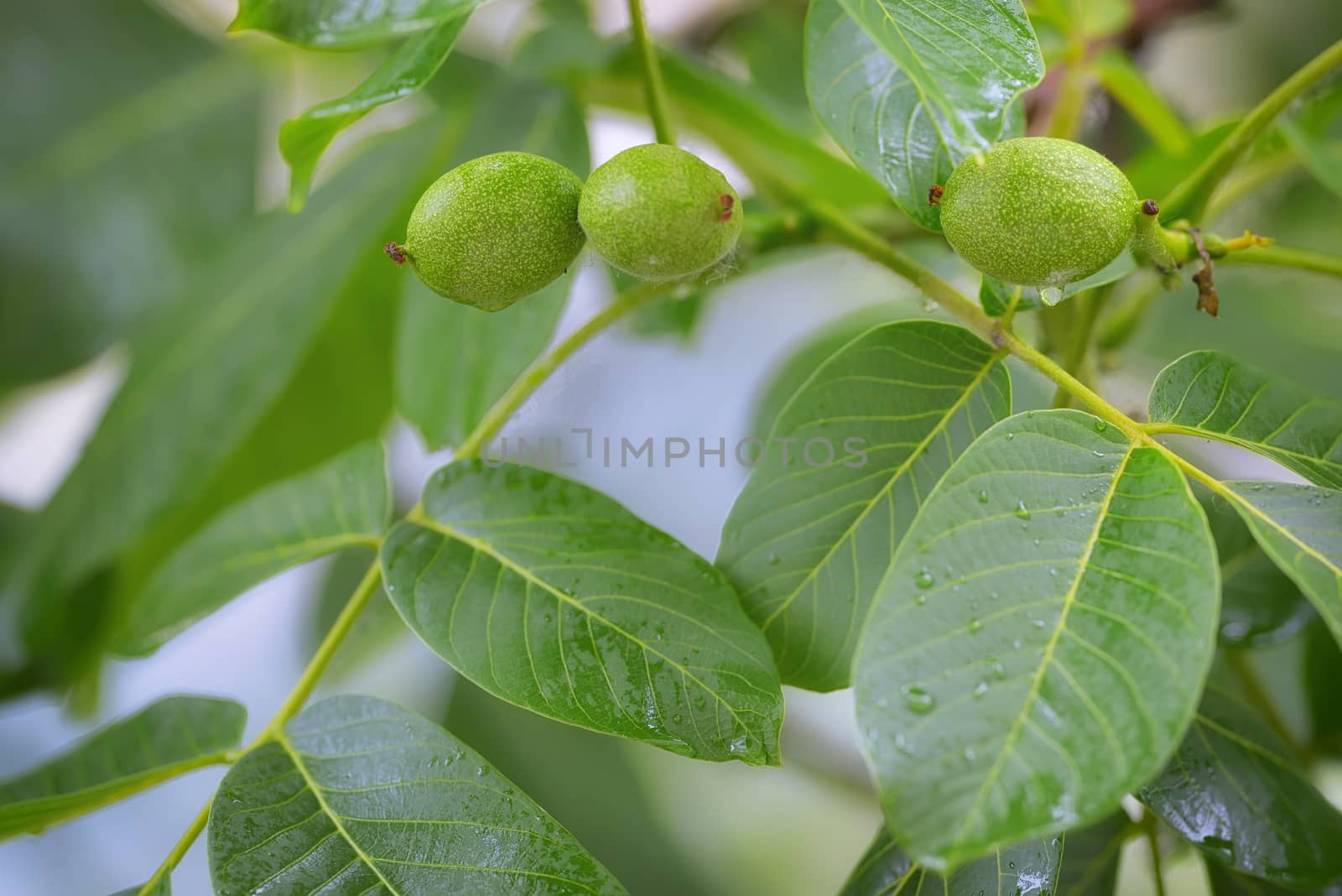 Unripe walnut and walnut tree (Juglans regia) in spring rain