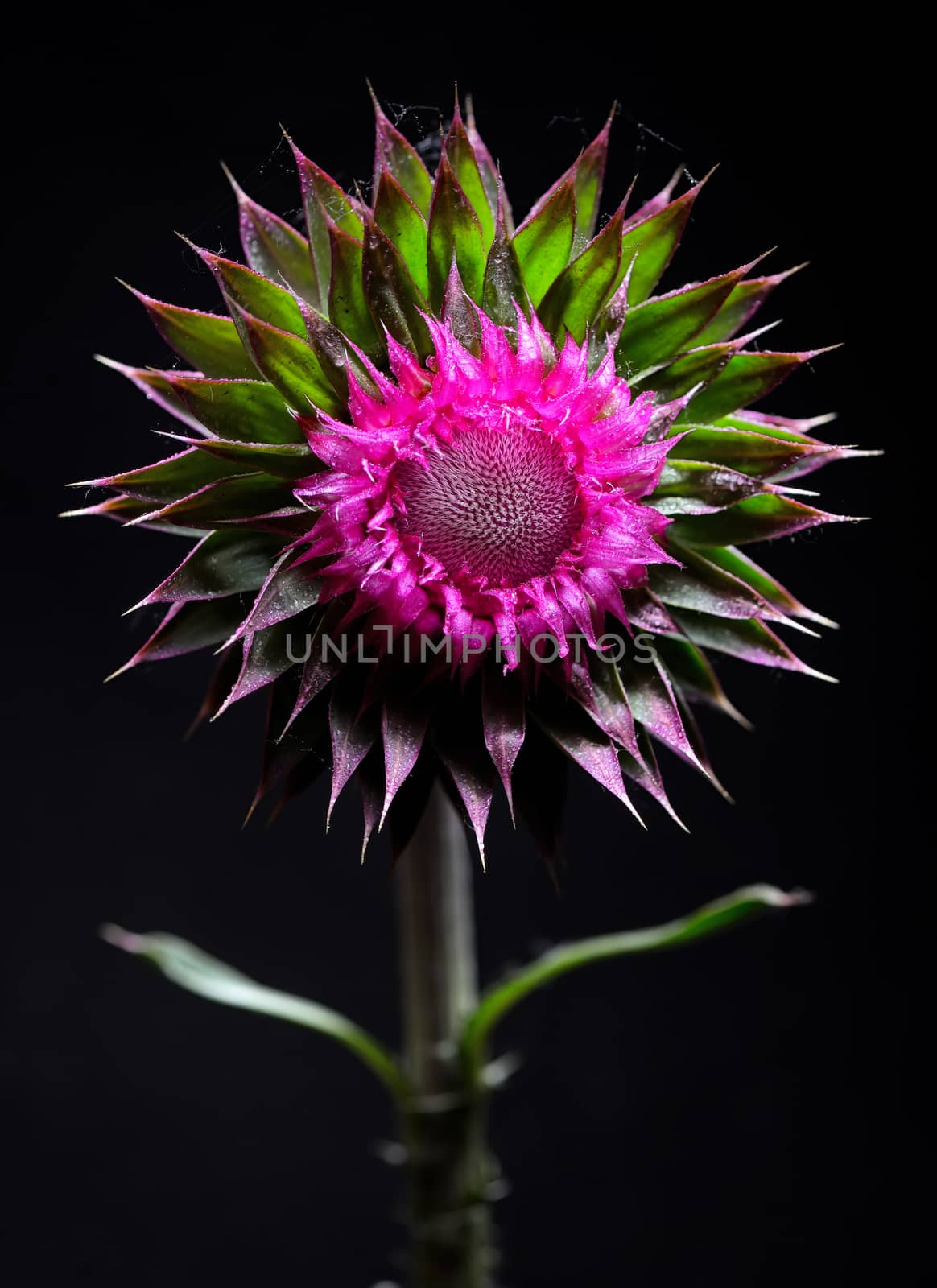 Thistle flower on black background  by mady70