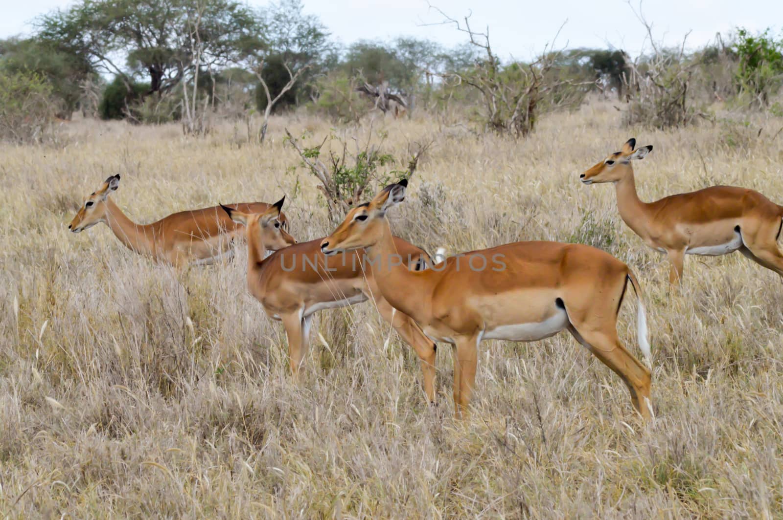 Three Impalas in the savanna of East Tsavo Park in Kenya