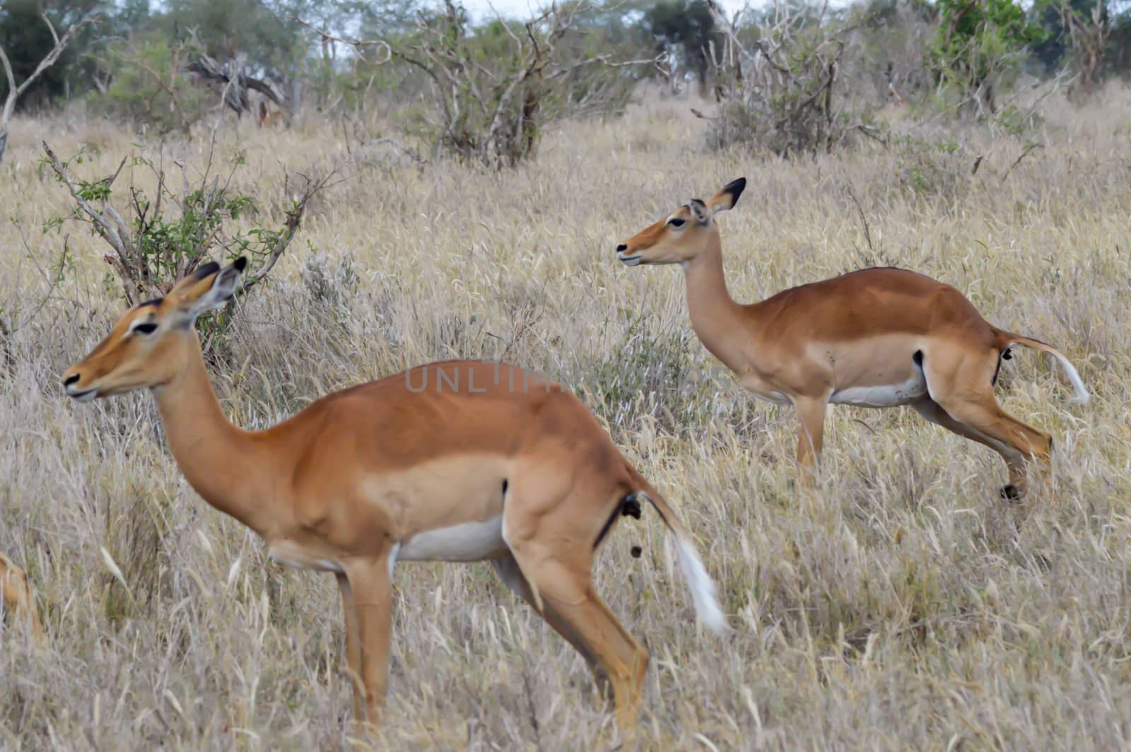 Three Impalas in the savanna of East Tsavo Park in Kenya