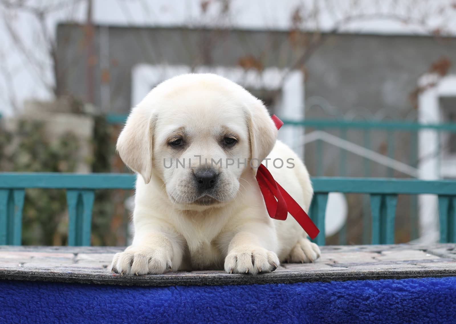 little yellow labrador puppy sitting on blue background