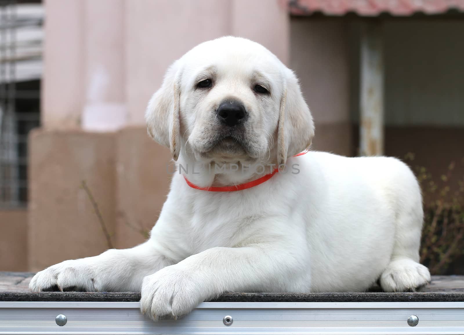 little yellow labrador puppy sitting on grey background