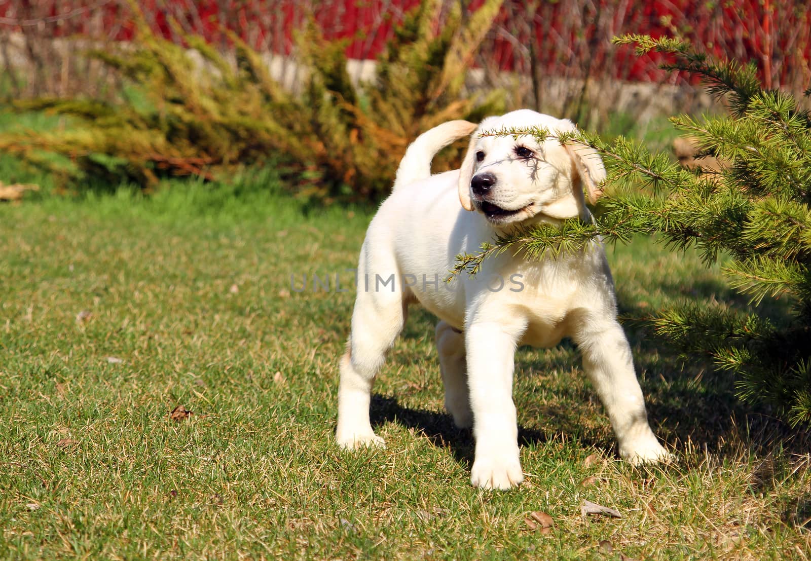 the yellow nice labrador puppy in the garden