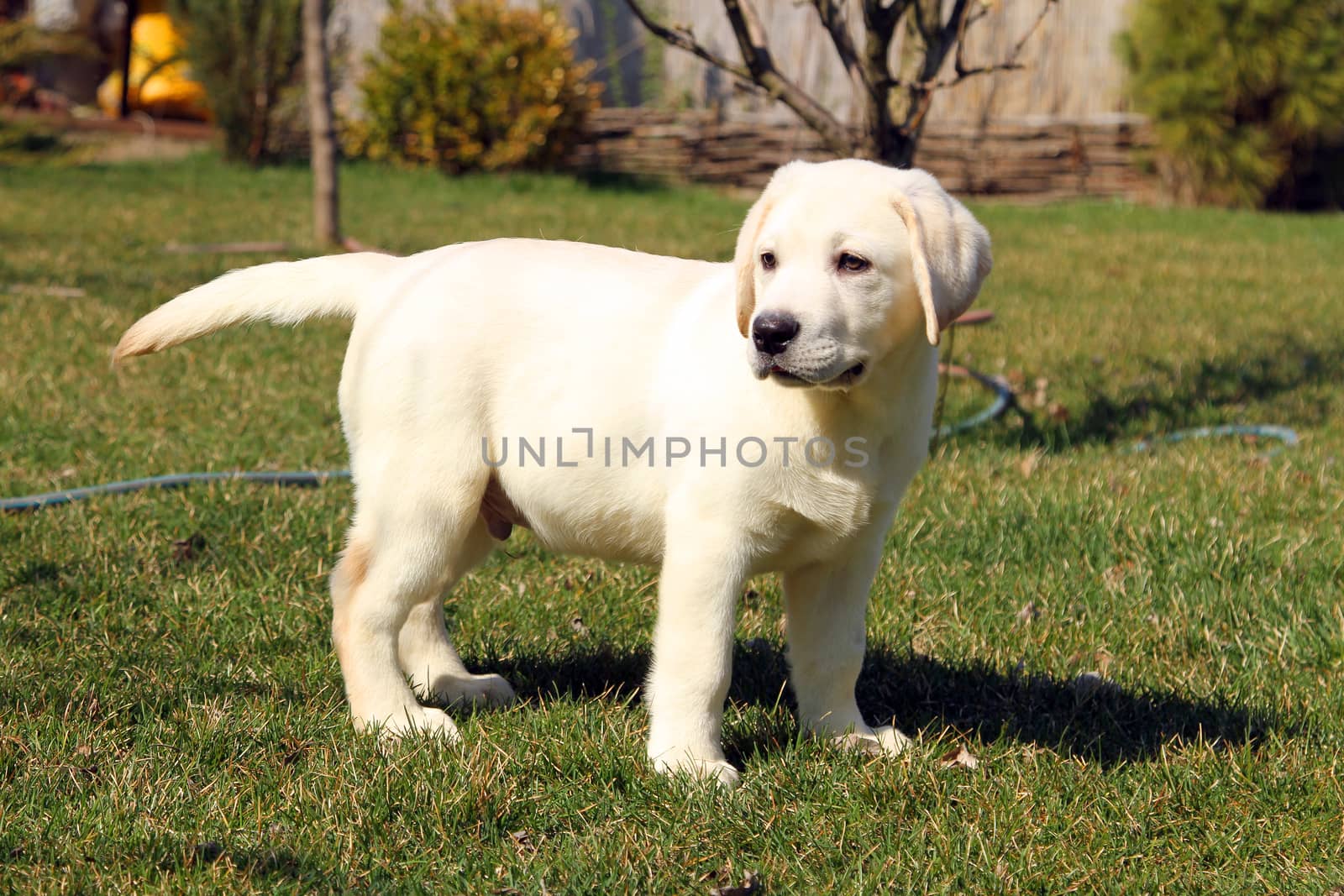 yellow cute nice labrador puppy in the garden