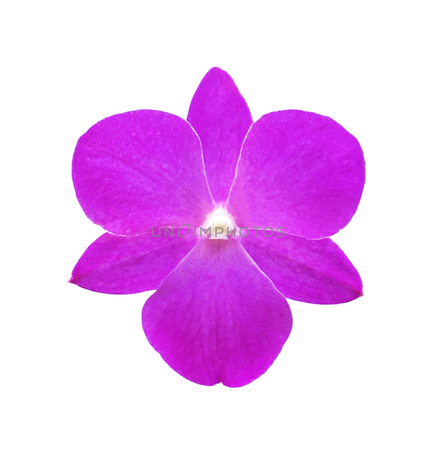 Single pink orchid flower isolated on white with clipping path