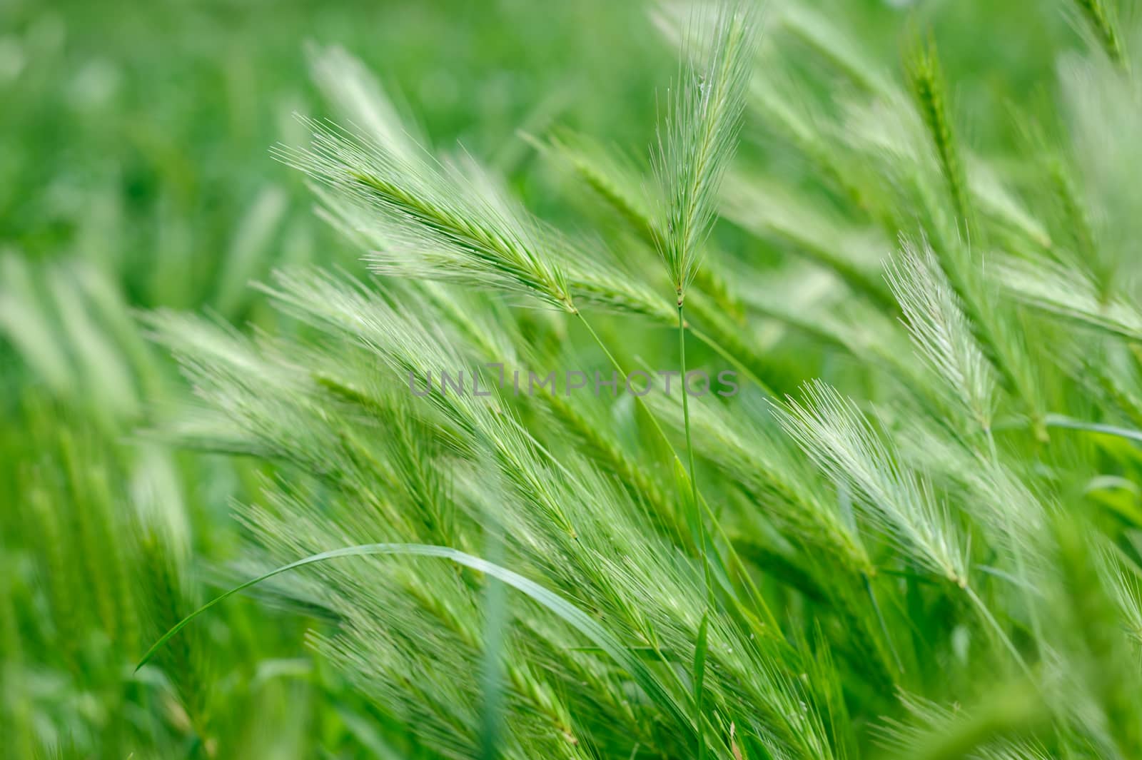 green rass spikes background, selective focus and blur