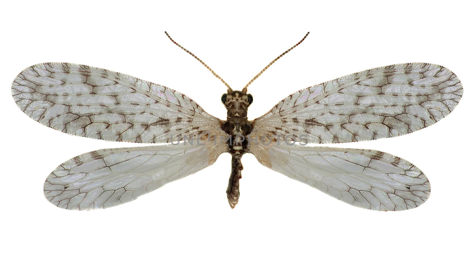 Brown Lacewing Micromus on white Background  -  Micromus variegatus (Fabricius, 1793) 