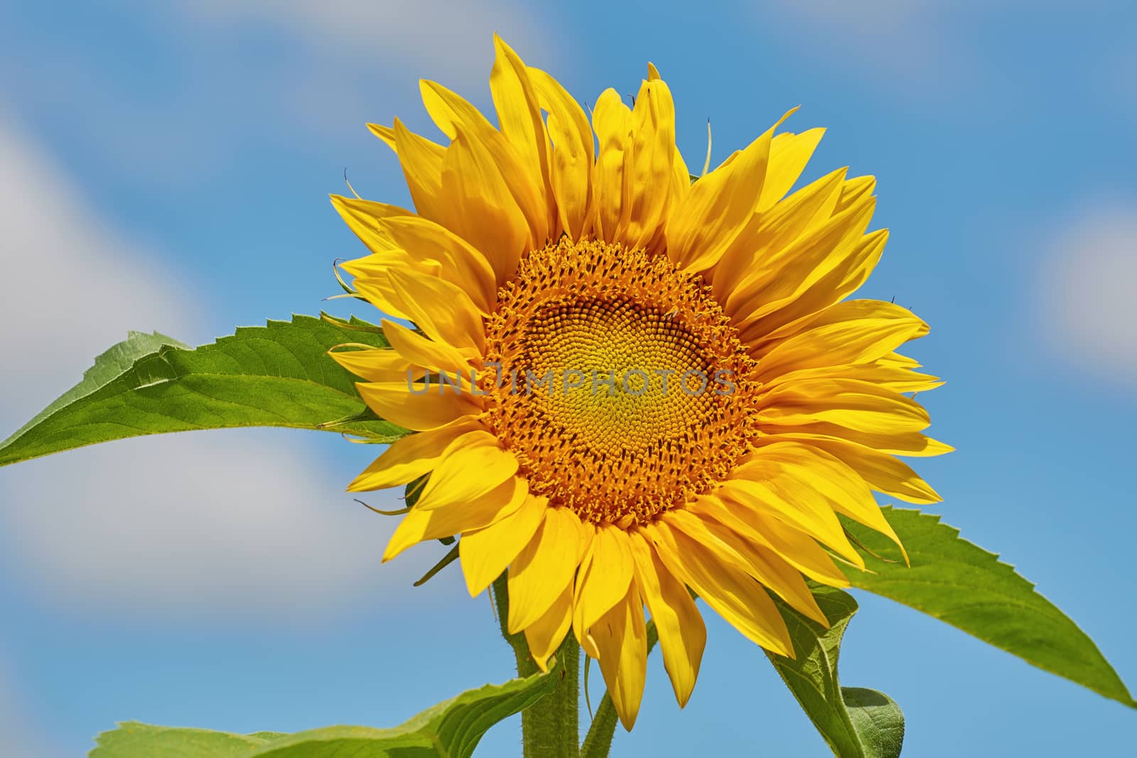 Blooming Sunflower with Bee on It