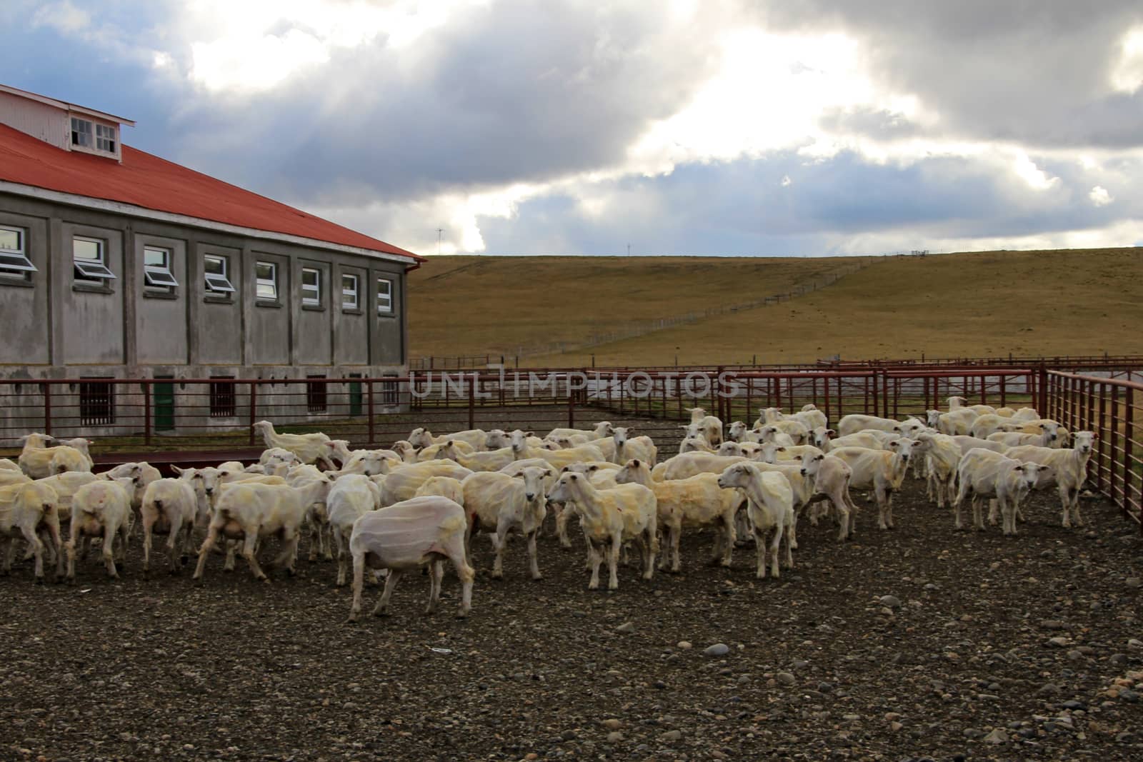 Sheared sheeps at an estancia near Rio Grande, Tierra Del Fuego, Patagonia, Argentina