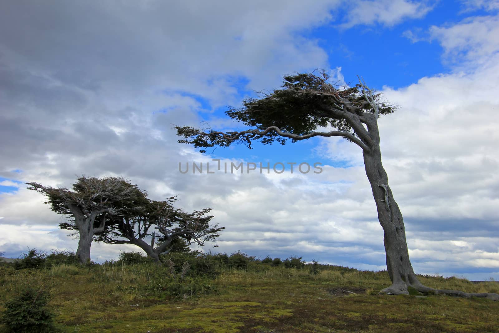 Tree deformed by wind, Patagonia, Argentina by cicloco