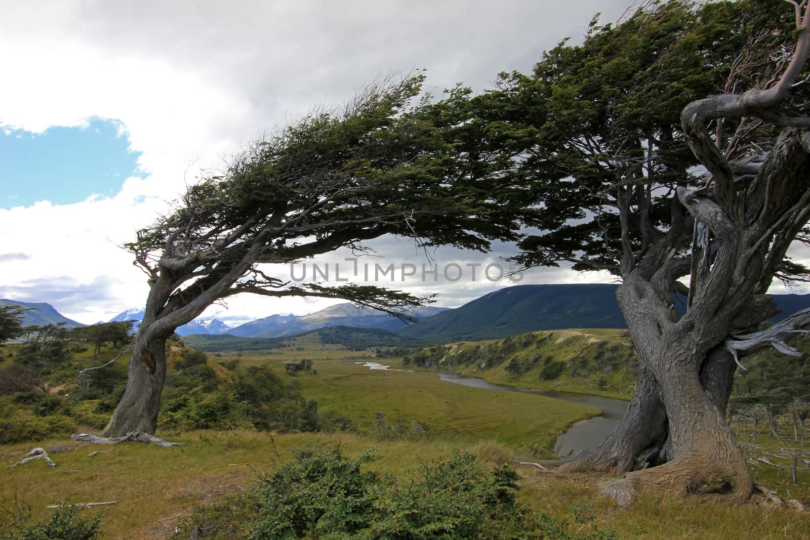 Tree deformed by wind on Tierra del Fuego, Patagonia, Argentina
