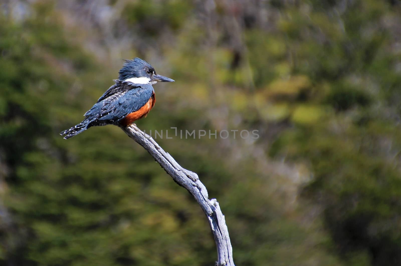Beautiful Ringed Kingfisher, megaceryle torquata, on a tree branch, Tierra Del Fuego, Patagonia, Argentina by cicloco