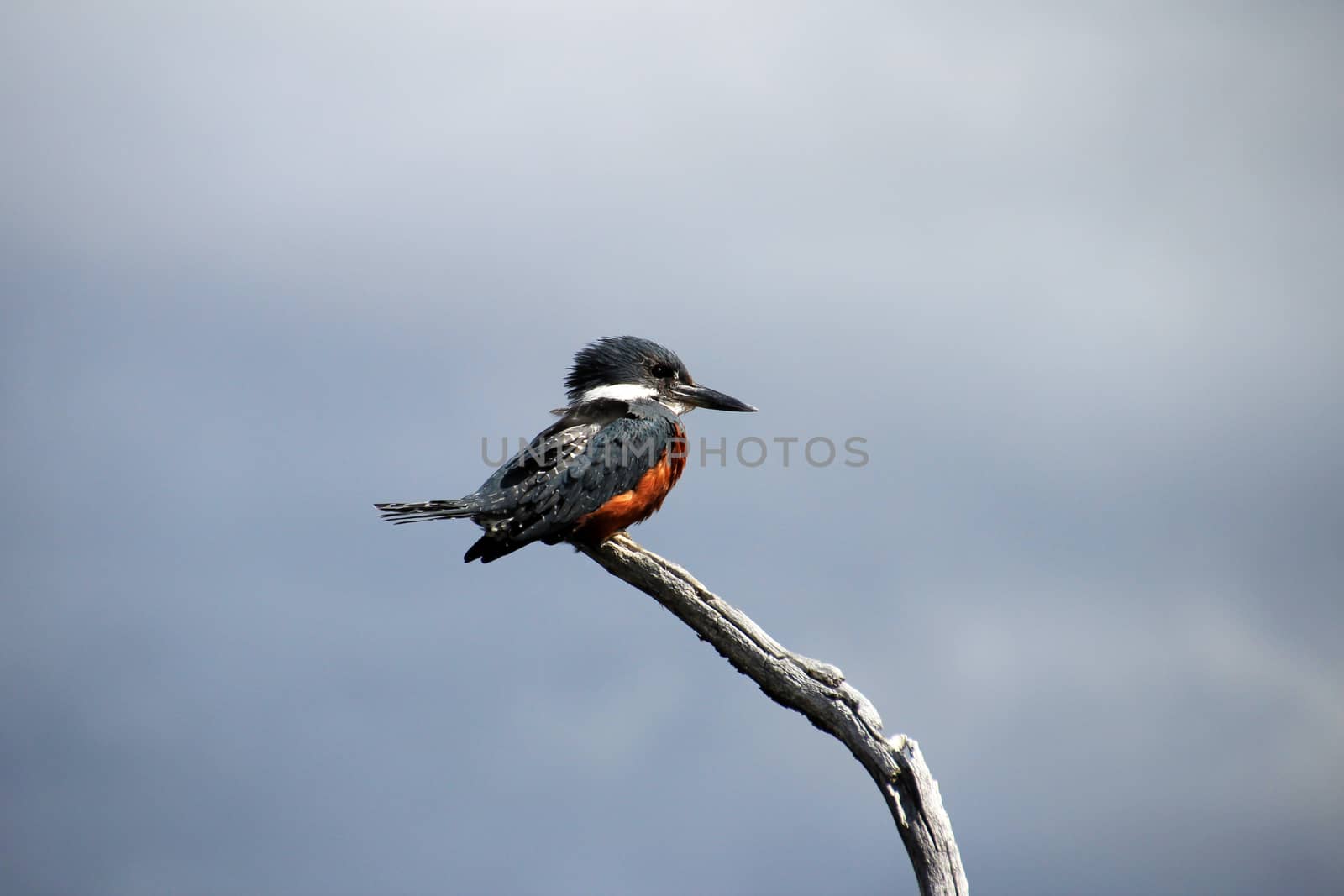 Beautiful Ringed Kingfisher, megaceryle torquata, on a tree branch, Tierra Del Fuego, Patagonia, Argentina by cicloco