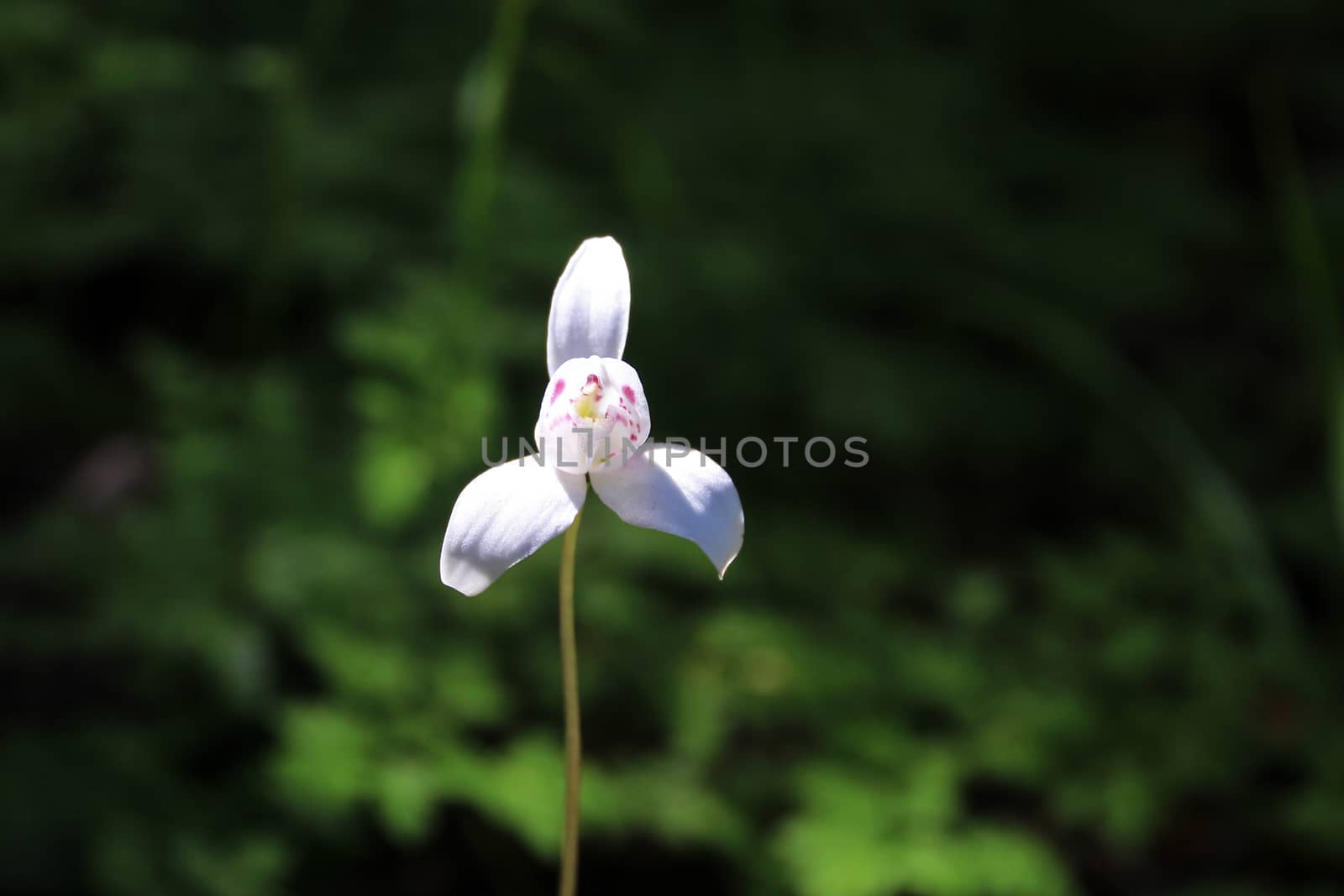 White Dog Orchid, codonorchis lessonii, Patagonia, Argentina by cicloco