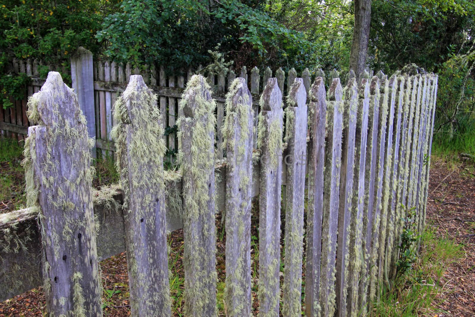 Overgrown wooden garden fence detail, at a farm,Tierra Del Fuego, Patagonia, Argentina