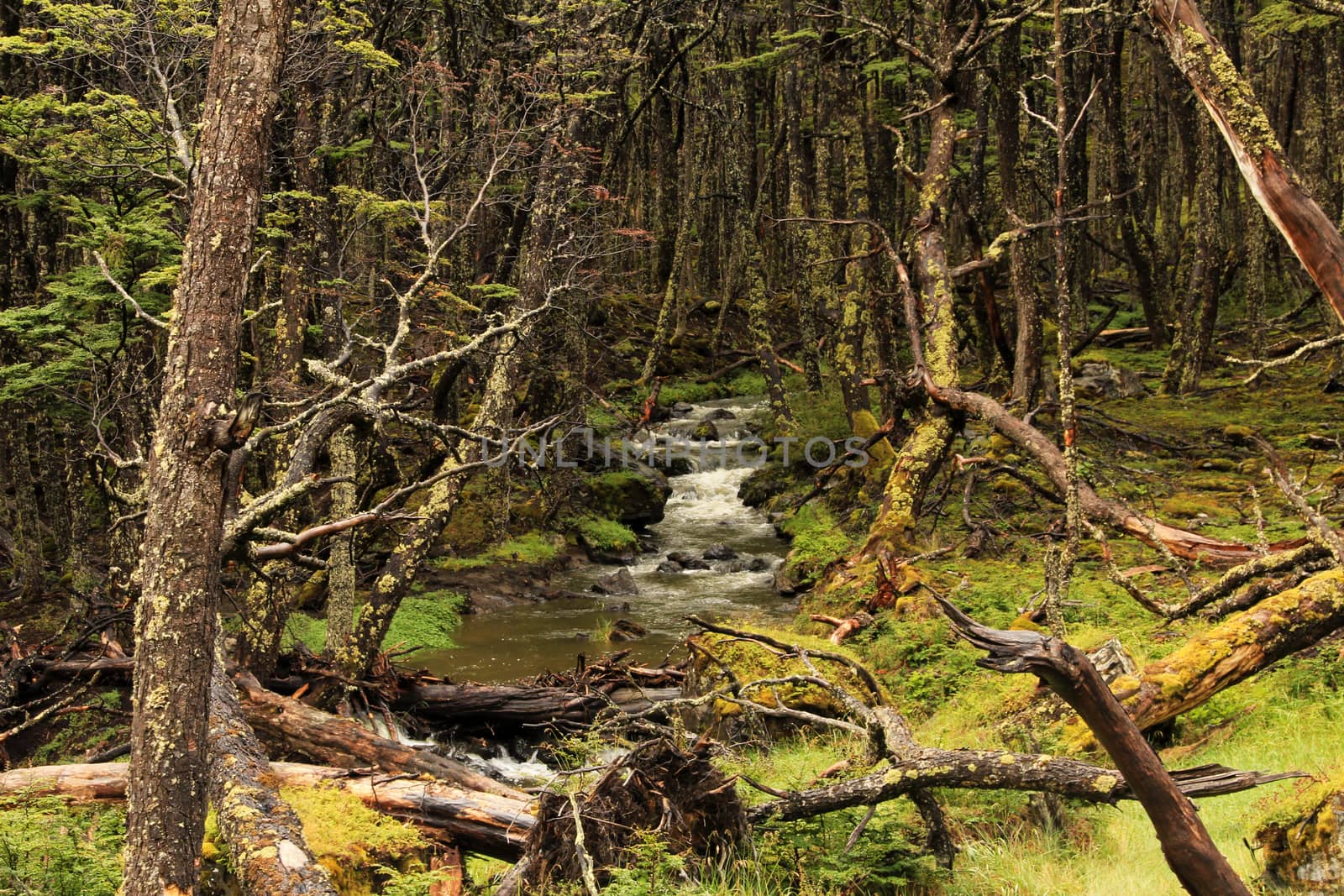 Wild river in an overgrown forest, Tierra Del Fuego, Chile by cicloco