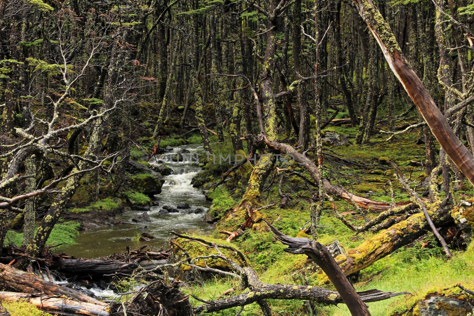 Wild river in an overgrown forest, Tierra Del Fuego, Patagonia, Chile