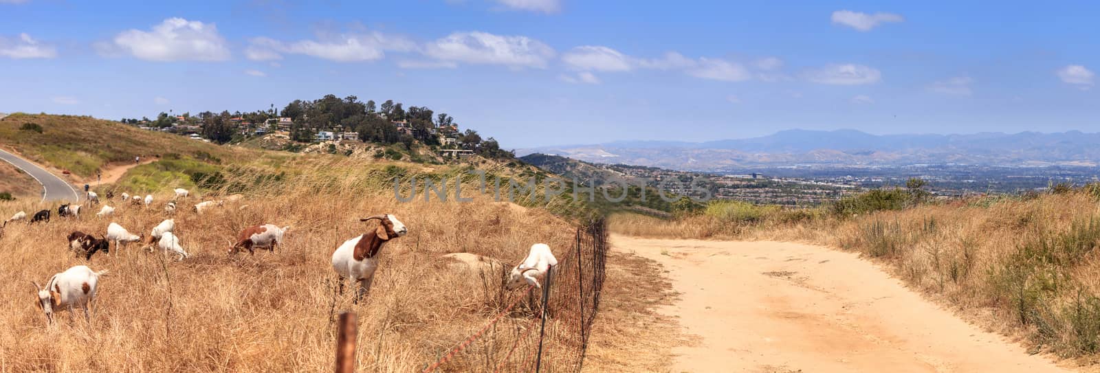 Goats cluster along a hillside and eat dry grass by steffstarr