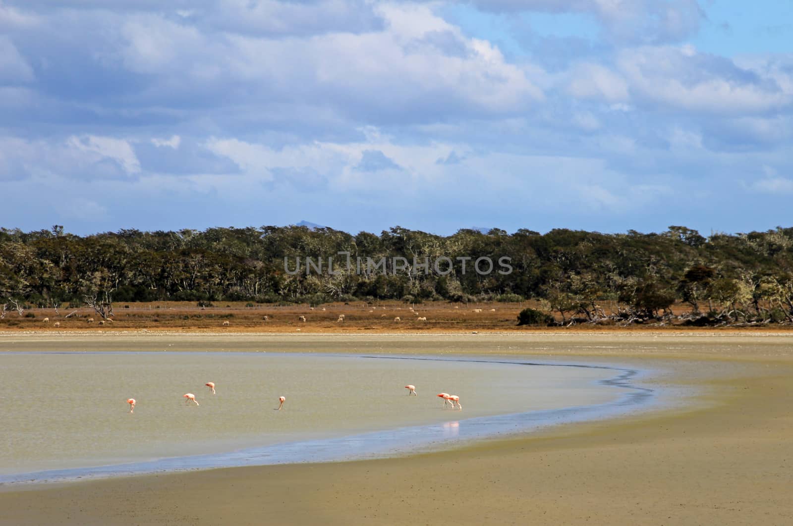 Lake with flamingos, Tierra Del Fuego, Patagonia Chile
