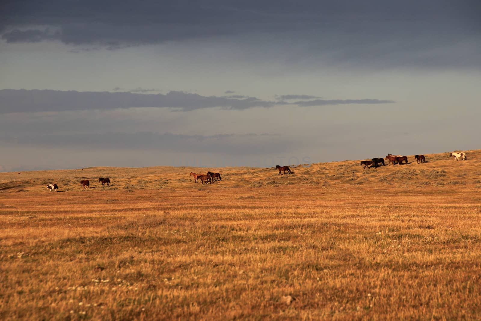 Wild horses, near Porvenir, Patagonia, Chile by cicloco