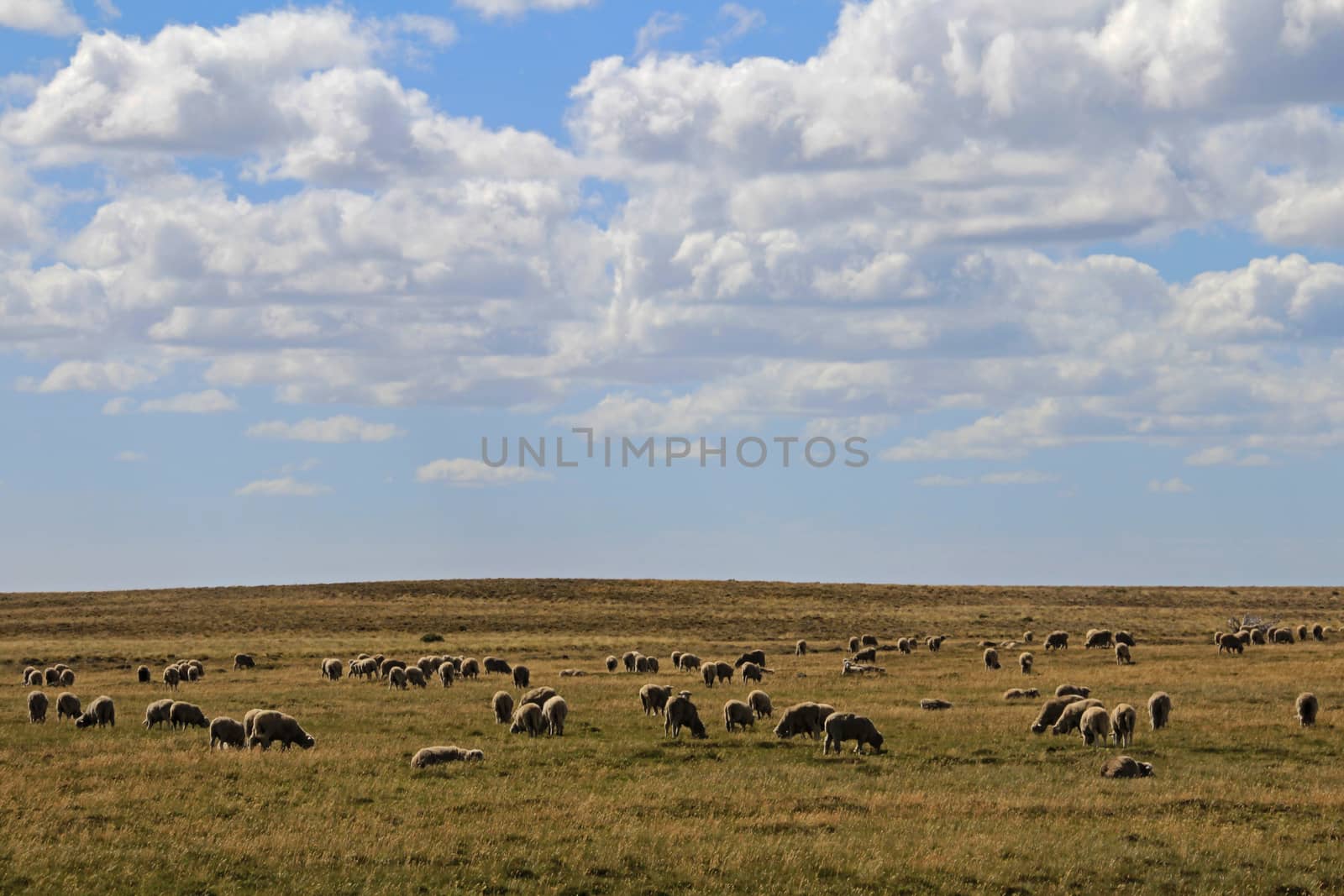 Herd of sheep near Porvenir, Patagonia, Chile by cicloco