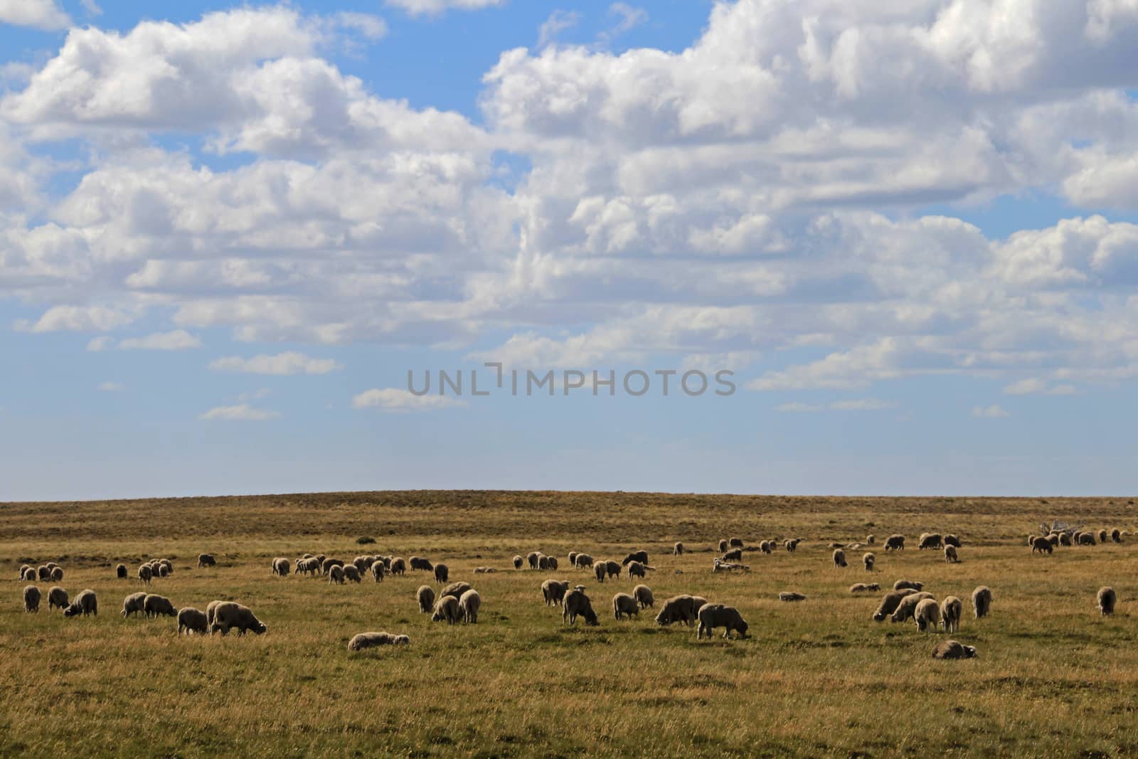 Herd of sheep near Porvenir, Tierra Del Fuego, Patagonia, Chile