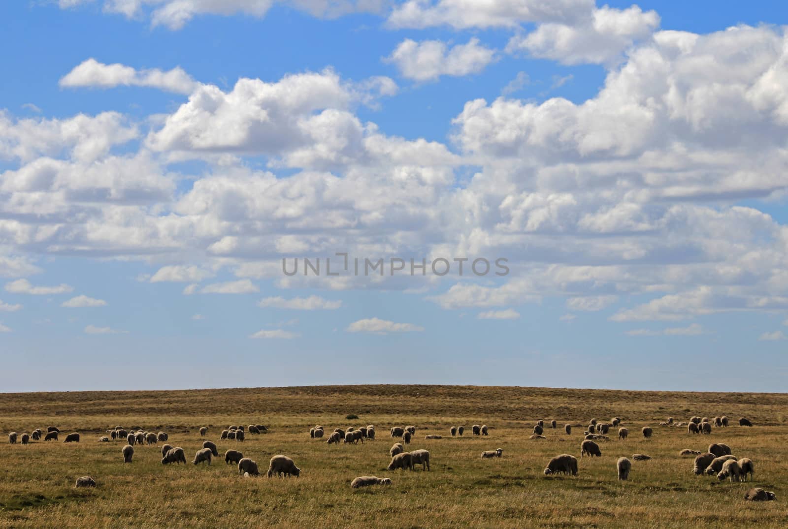 Herd of sheep near Porvenir, Tierra Del Fuego, Patagonia, Chile