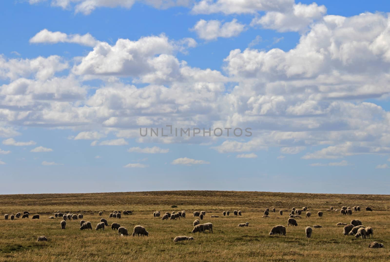 Herd of sheep near Porvenir, Patagonia, Chile by cicloco