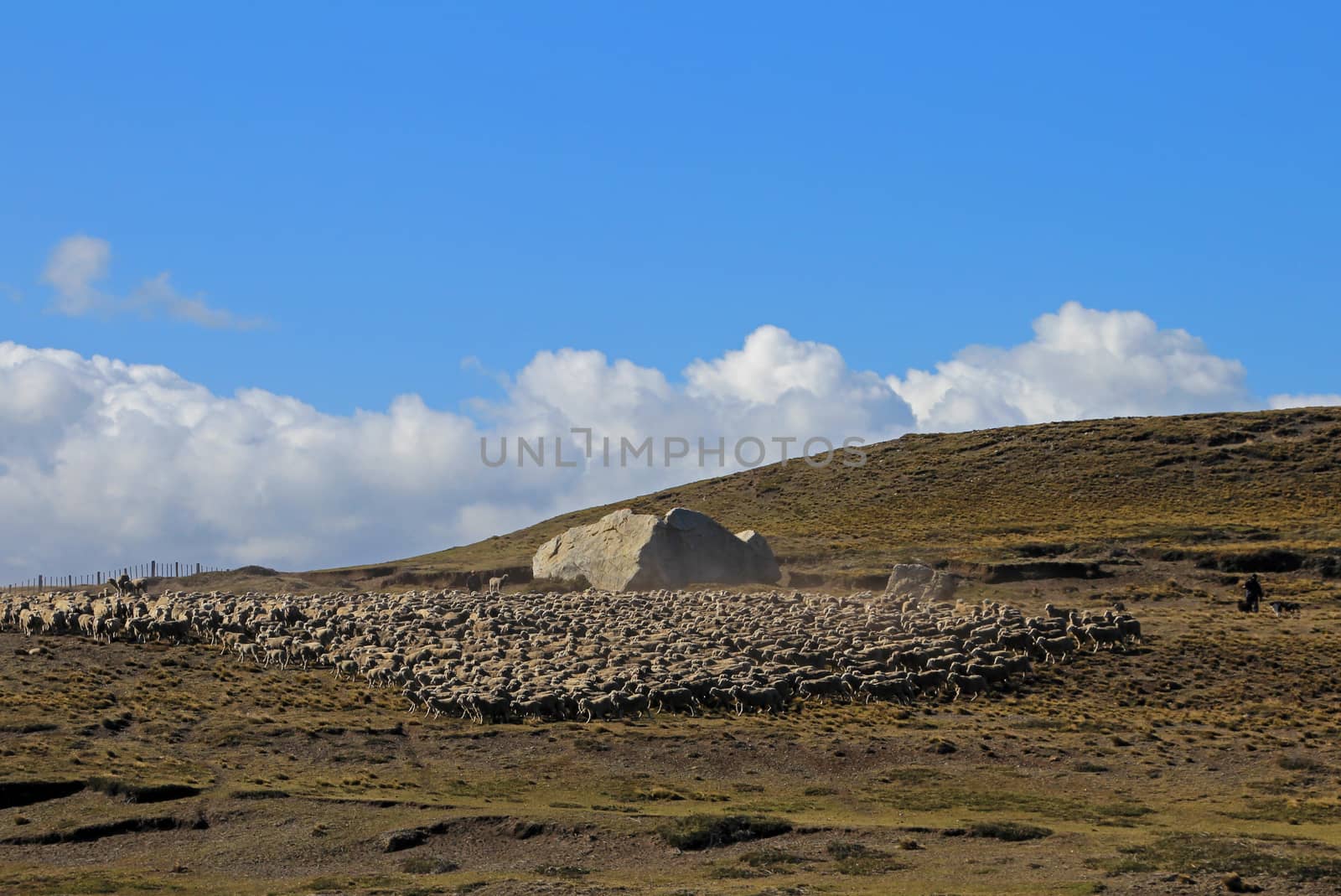 Herd of sheep near Porvenir, Tierra Del Fuego, Patagonia, Chile