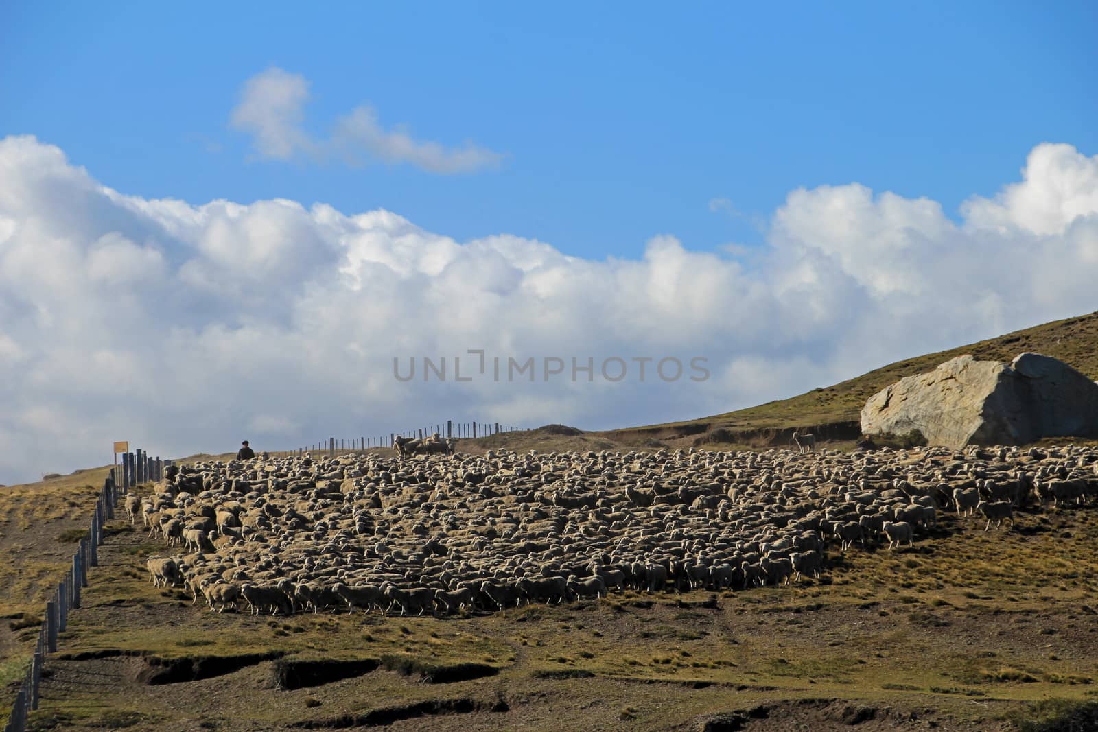 Herd of sheep near Porvenir, Tierra Del Fuego, Patagonia, Chile