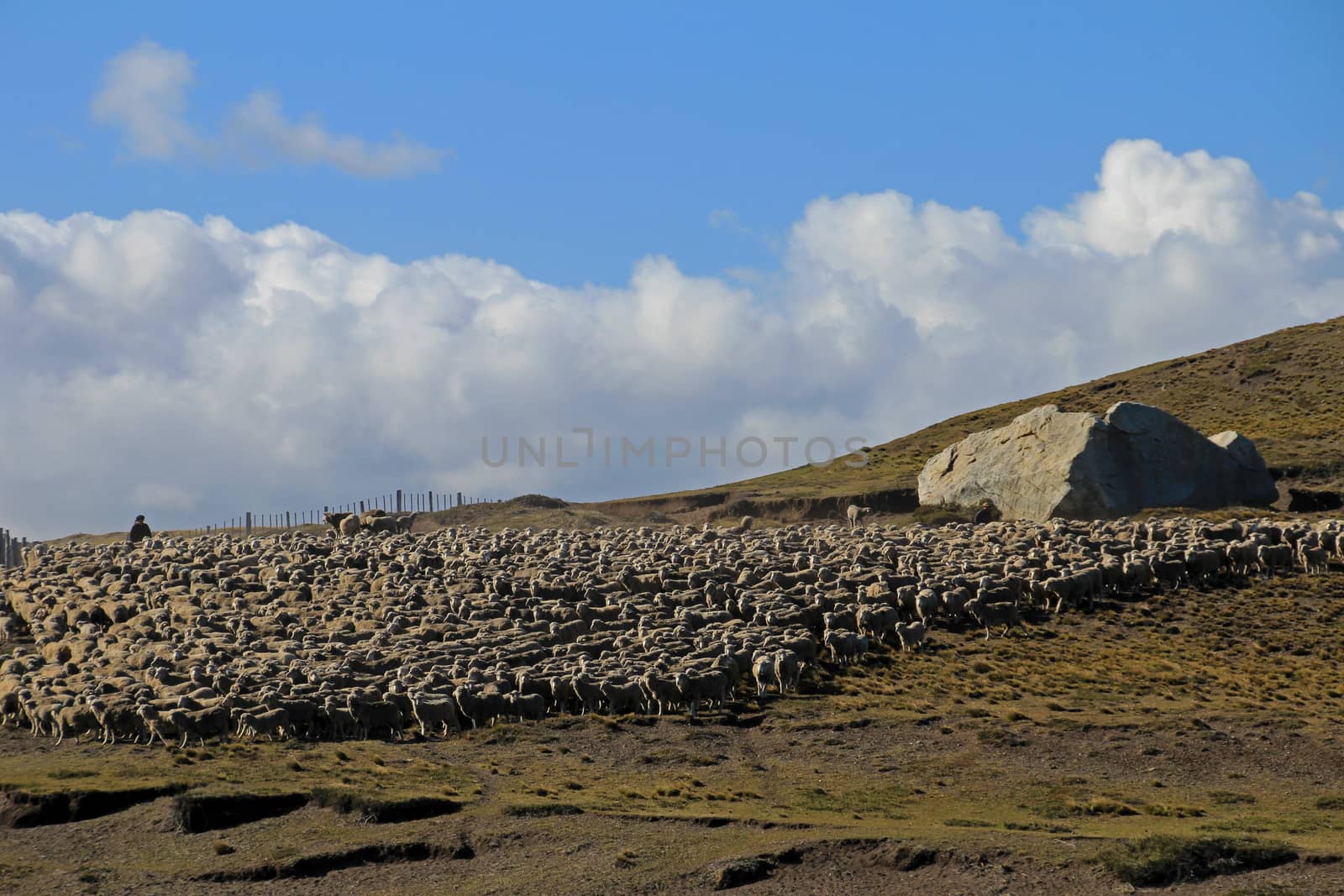 Herd of sheep near Porvenir, Patagonia, Chile by cicloco