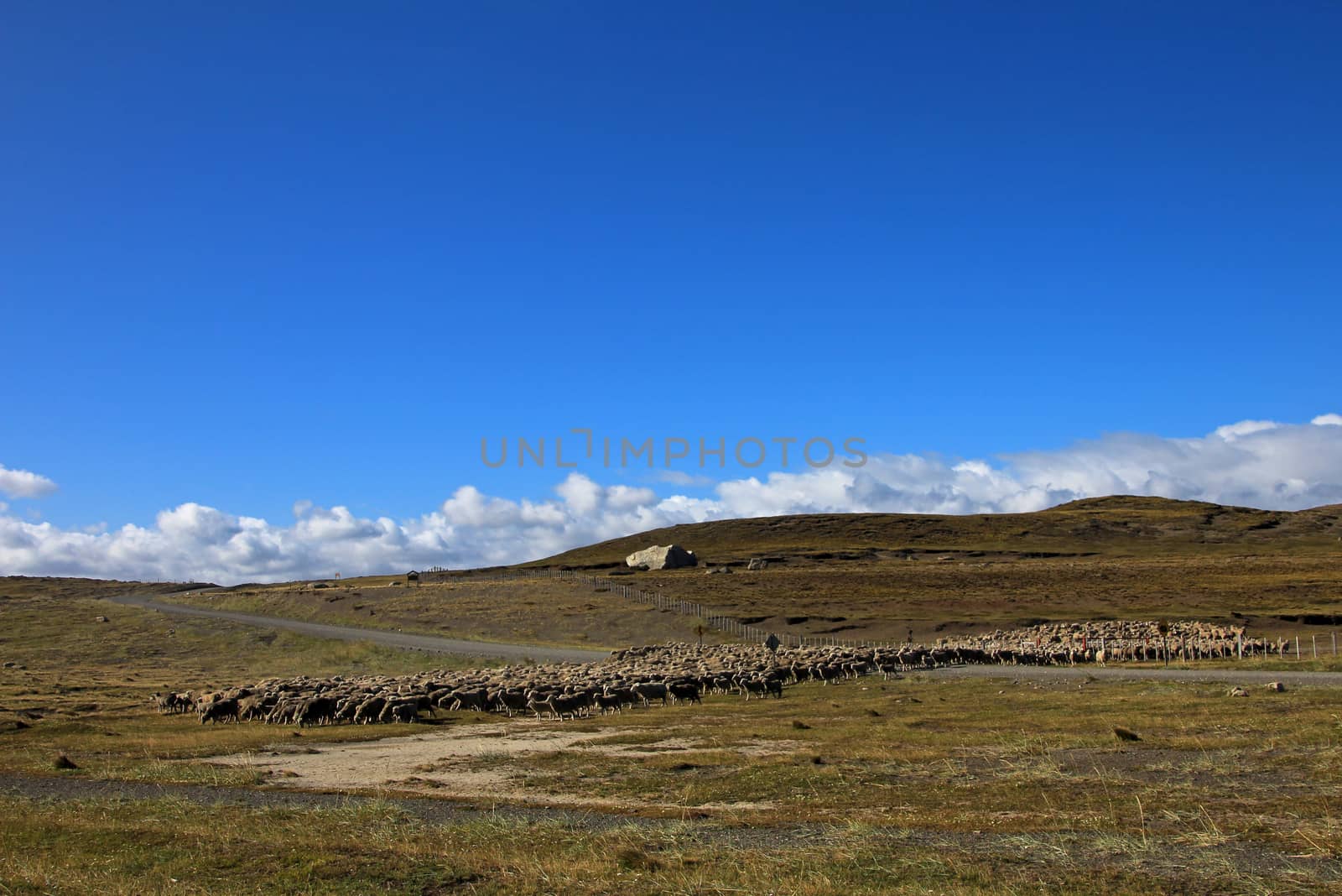 Herd of sheep near Porvenir, Patagonia, Chile by cicloco