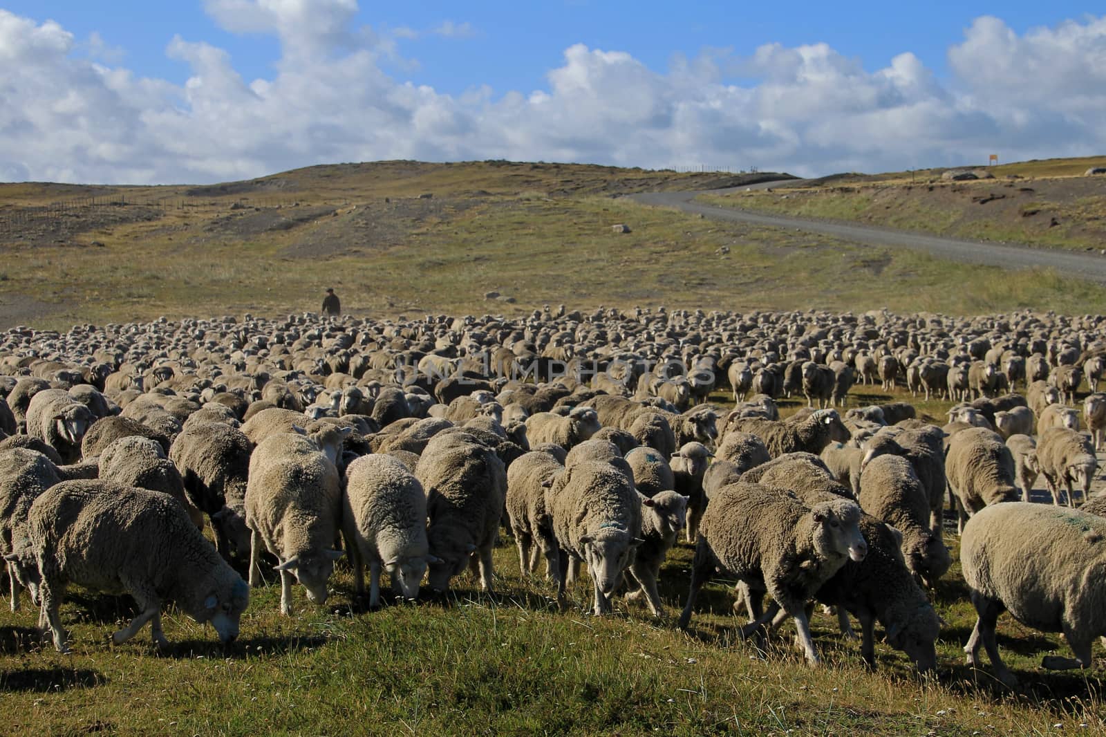 Herd of sheep near Porvenir, Patagonia, Chile by cicloco