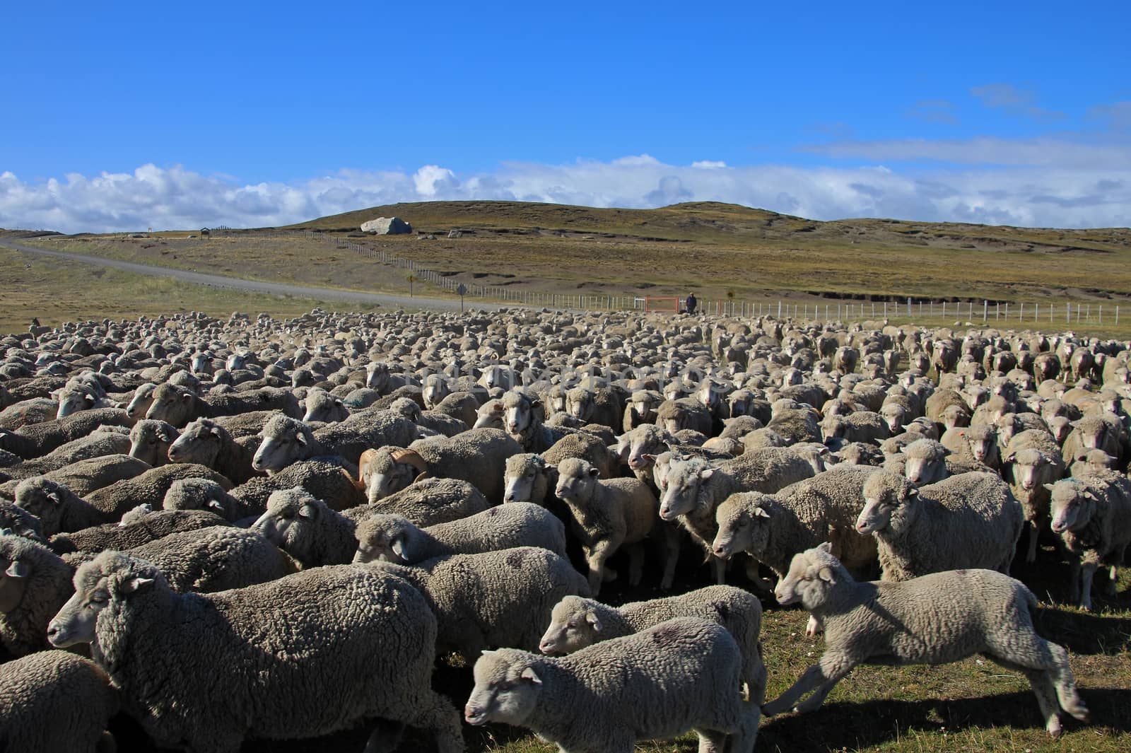 Herd of sheep near Porvenir, Tierra Del Fuego, Patagonia, Chile