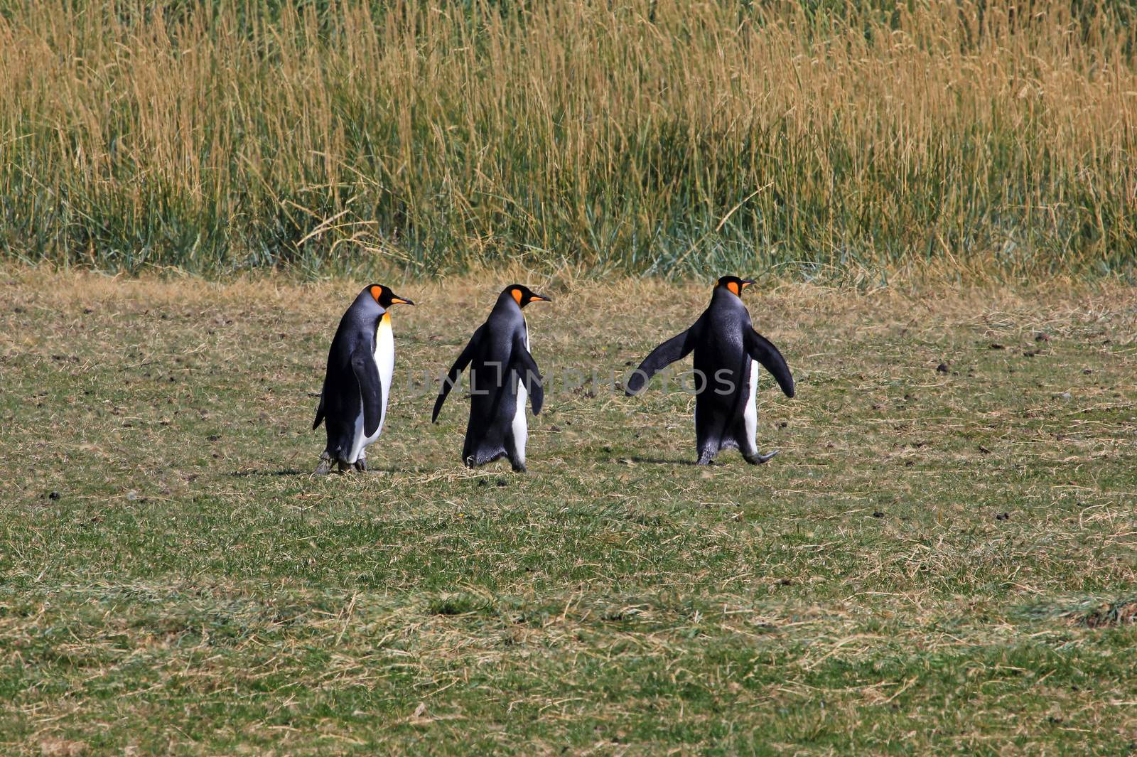 King penguins living wild at Parque Pinguino Rey, Patagonia, Chile by cicloco
