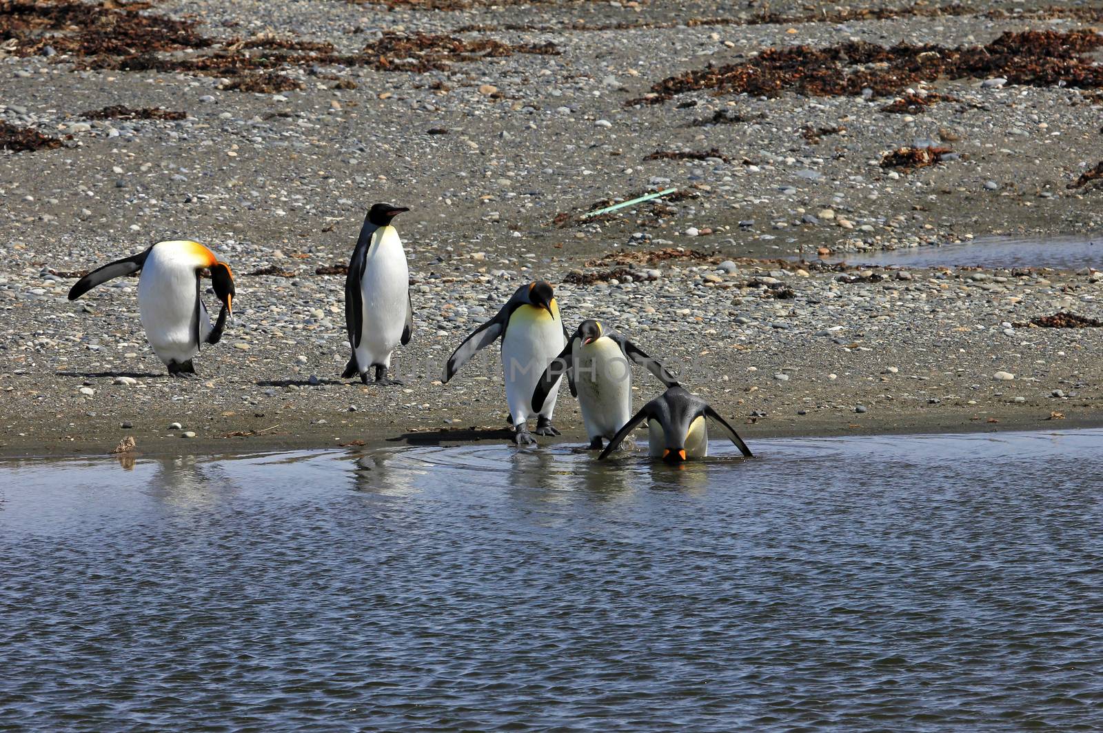 King penguins living wild at Parque Pinguino Rey, Tierra Del Fuego, Patagonia, Chile