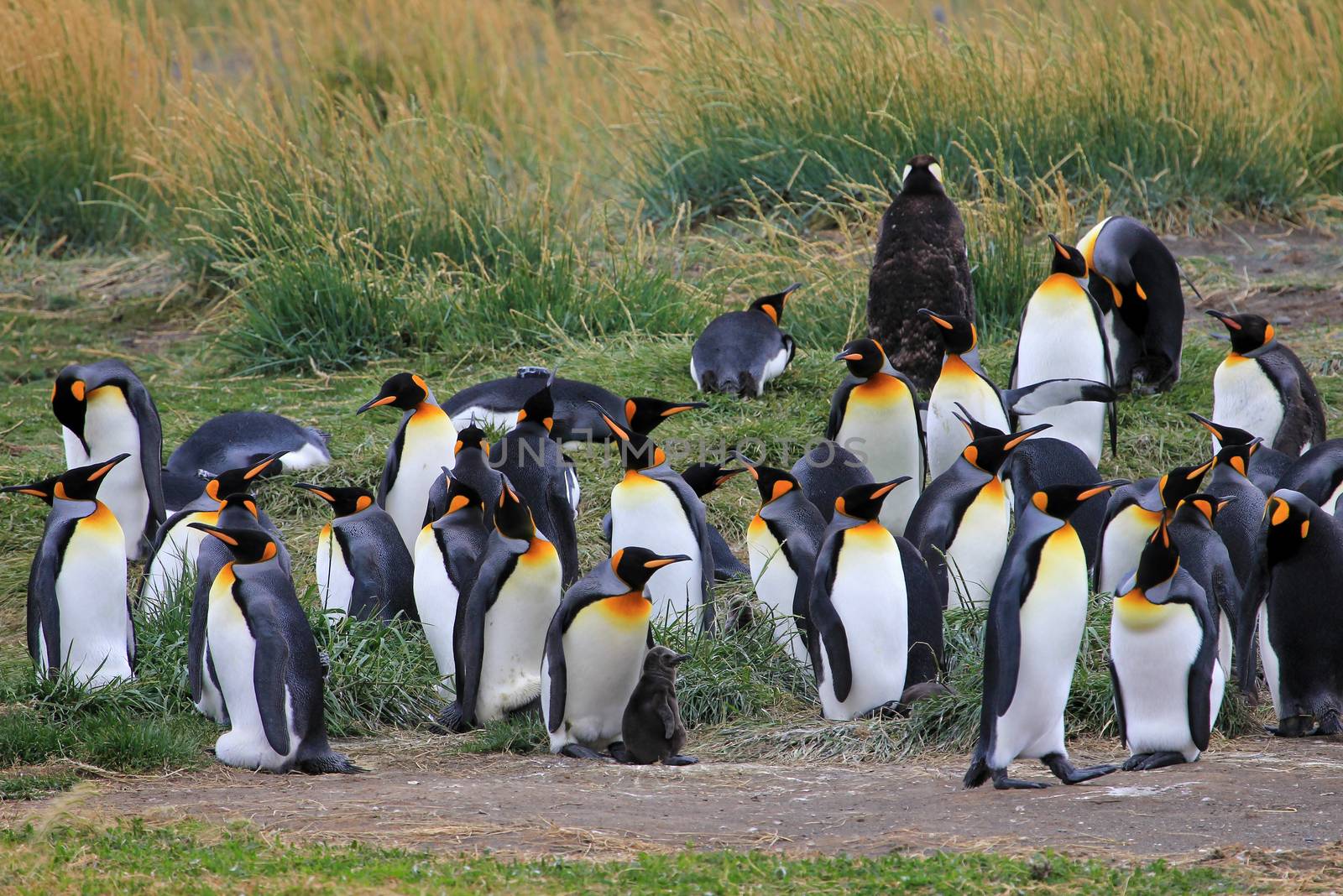 King penguins living wild at Parque Pinguino Rey, Patagonia, Chile by cicloco