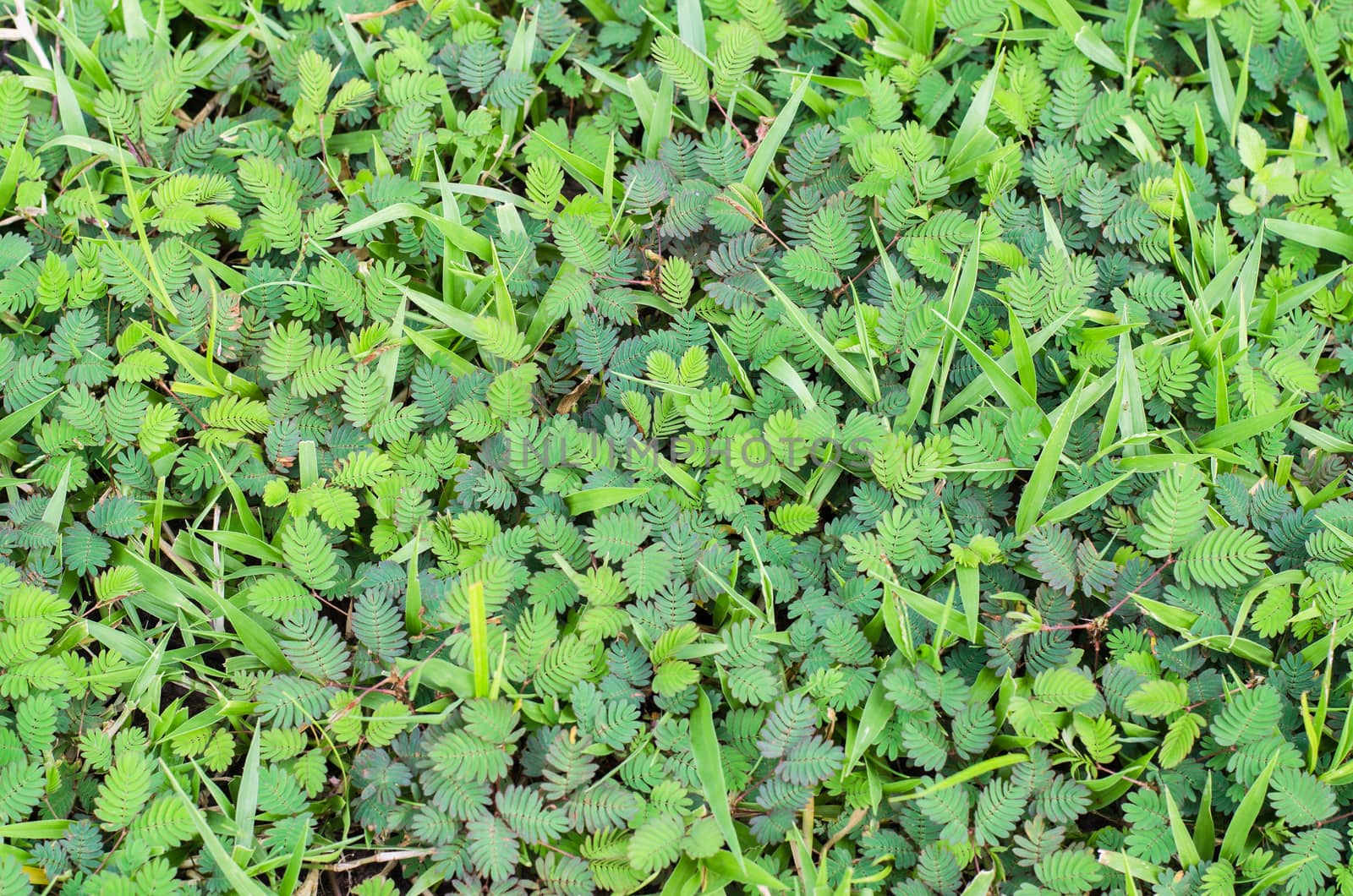 grass background, grass texture