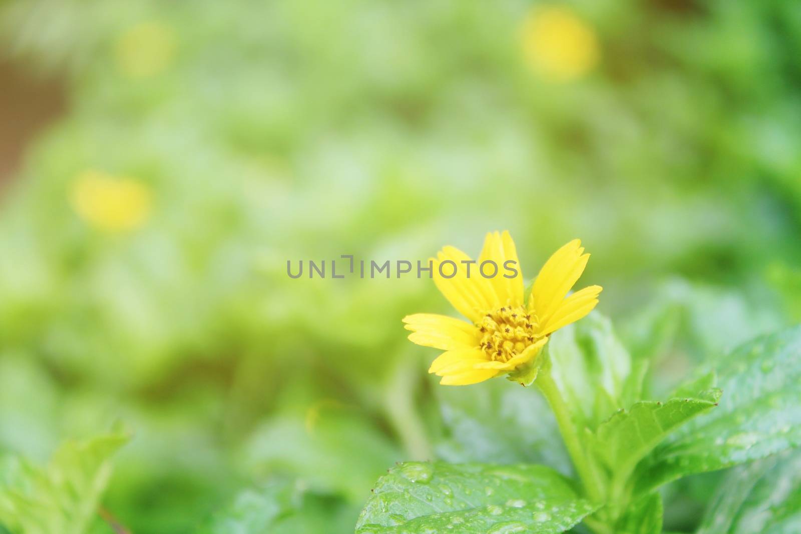 Nature background concept : Soft focus of little yellow flower on meadow