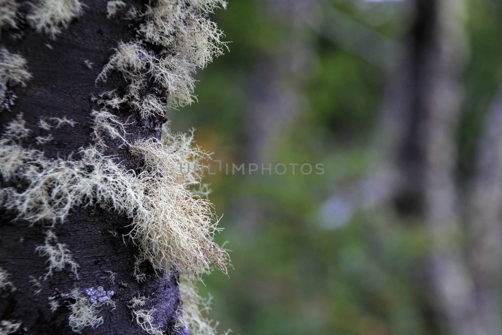 Lenga beech tree forest, Nothofagus Pumilio, Reserva Nacional Laguna Parrillar, near Punta Arenas, Patagonia, Chile