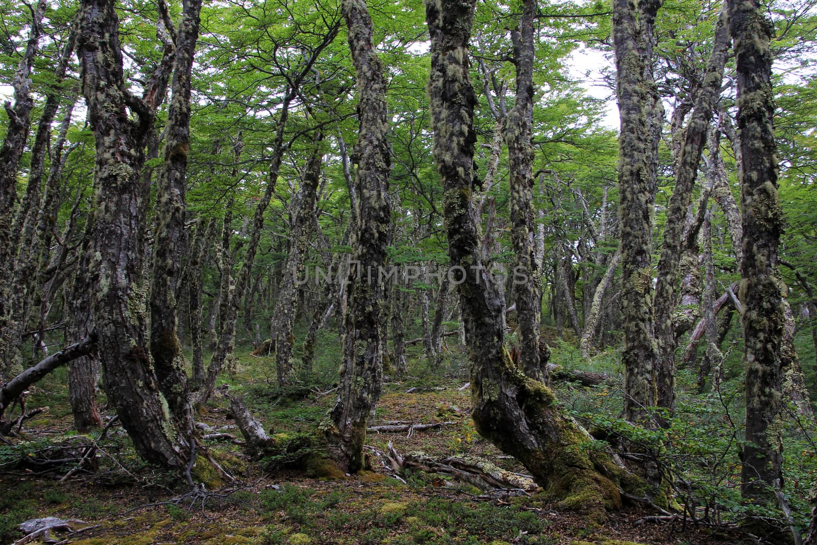Lenga beech tree forest, Nothofagus Pumilio, Reserva Nacional Laguna Parrillar, Chile by cicloco