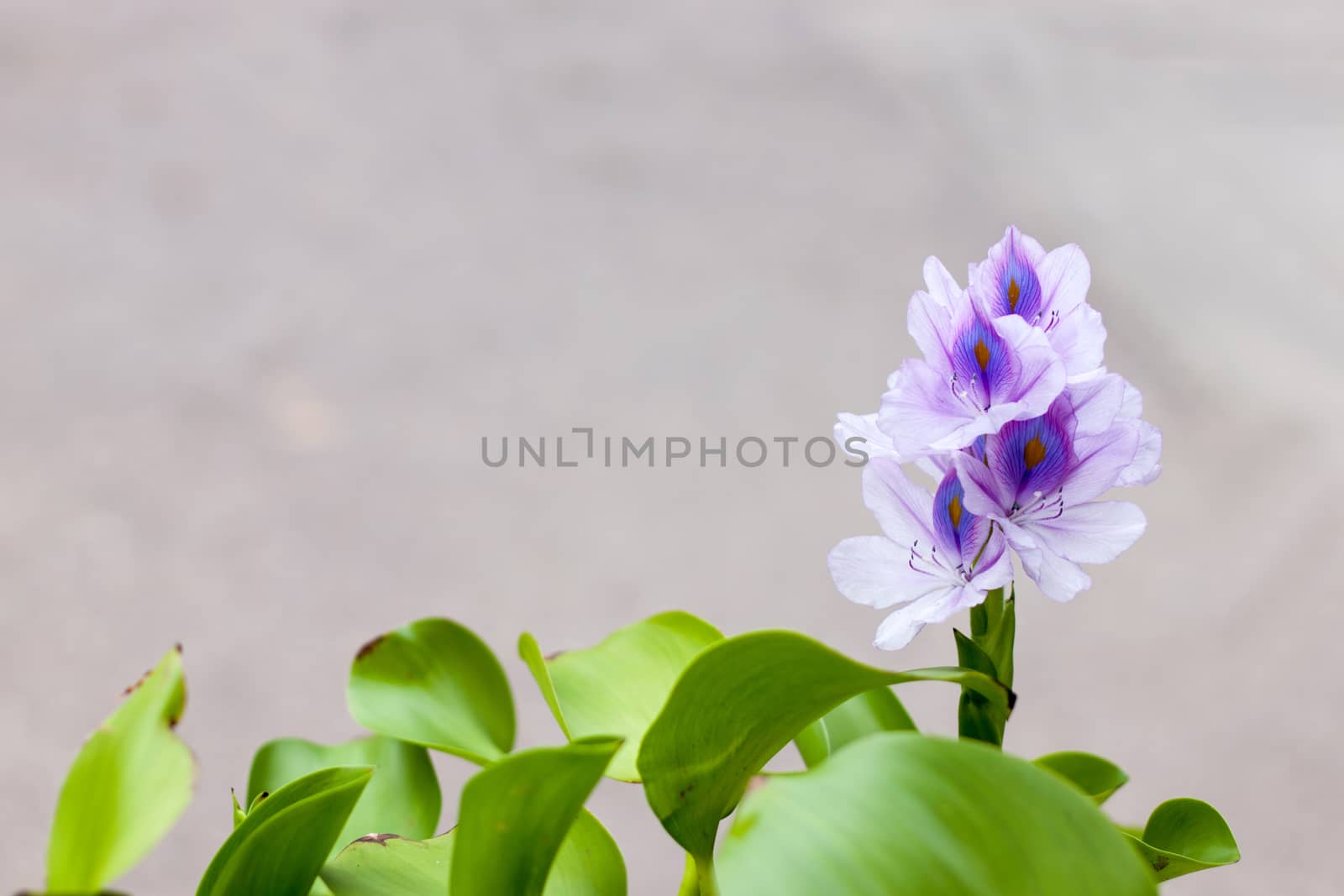 Beautiful Water Hyacinth flowers on the background blurred
