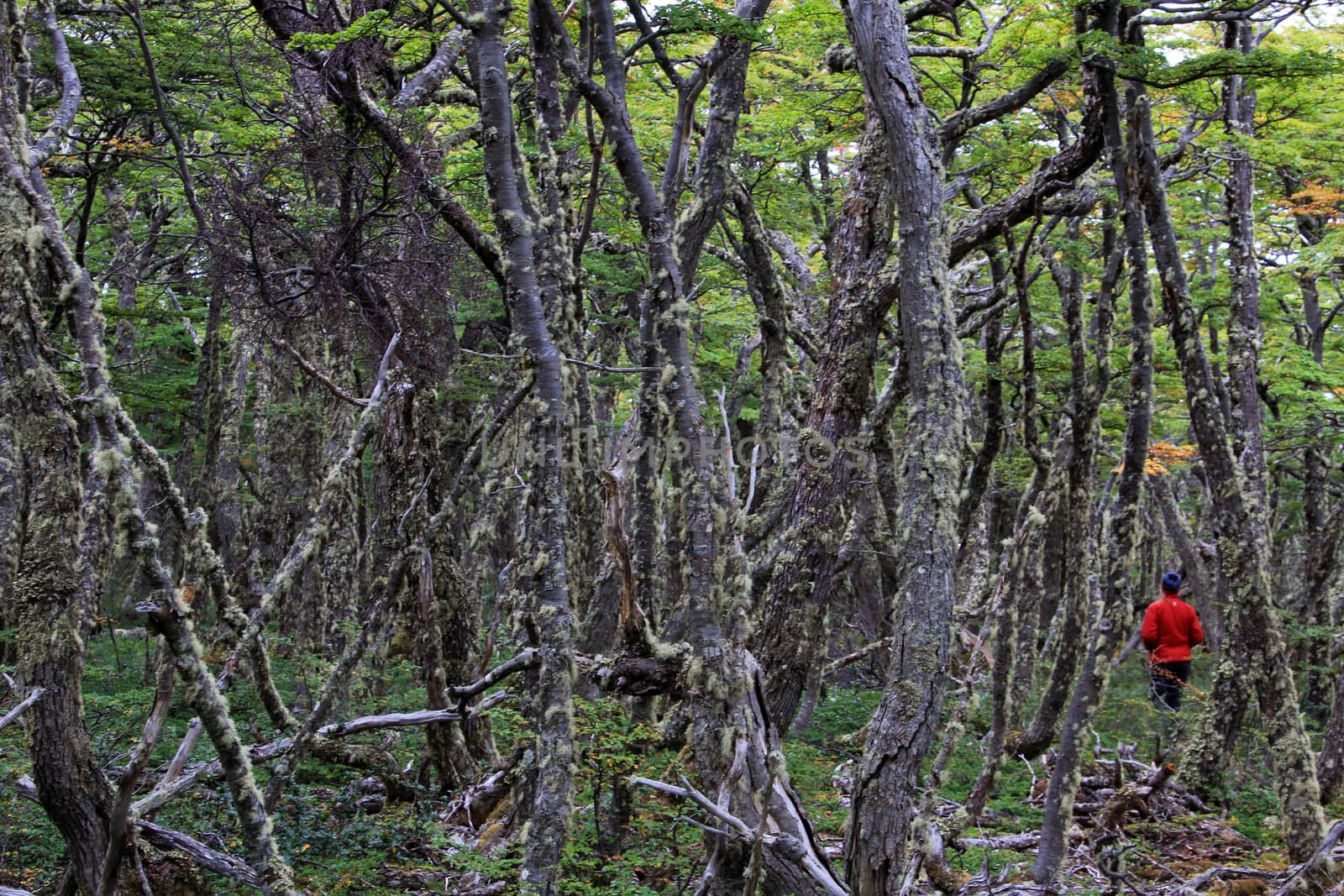 Lenga beech tree forest, Nothofagus Pumilio, Reserva Nacional Laguna Parrillar, near Punta Arenas, Patagonia, Chile