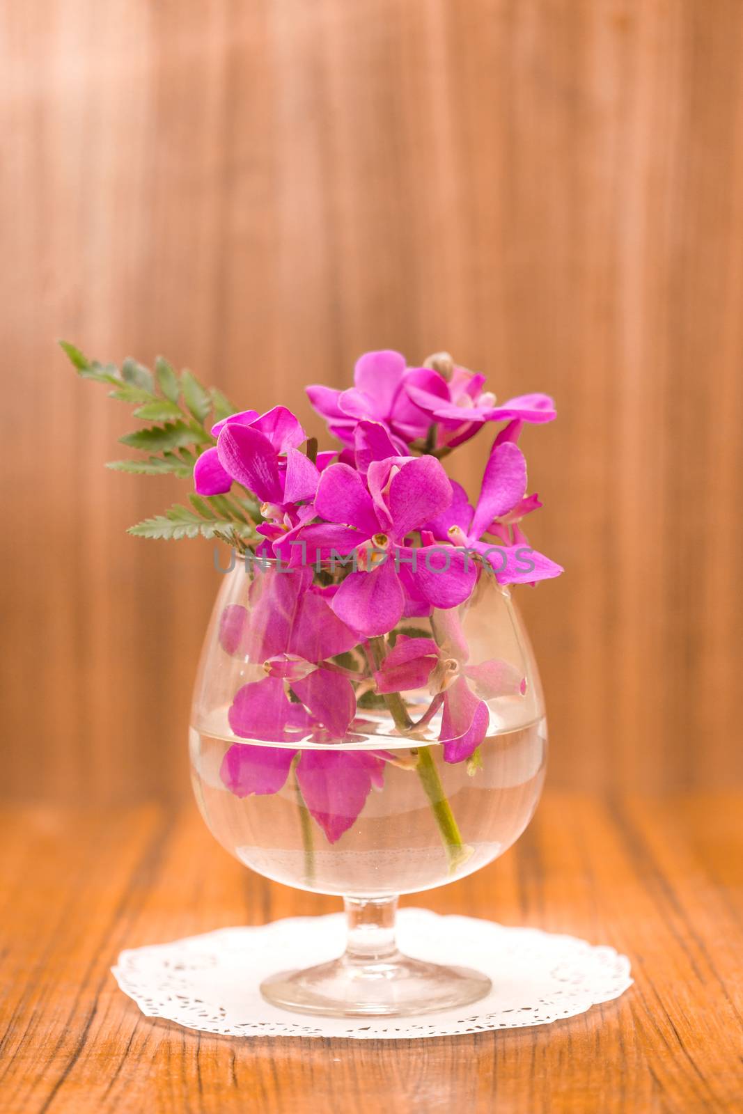 Still life Beautiful Purple orchid flower .