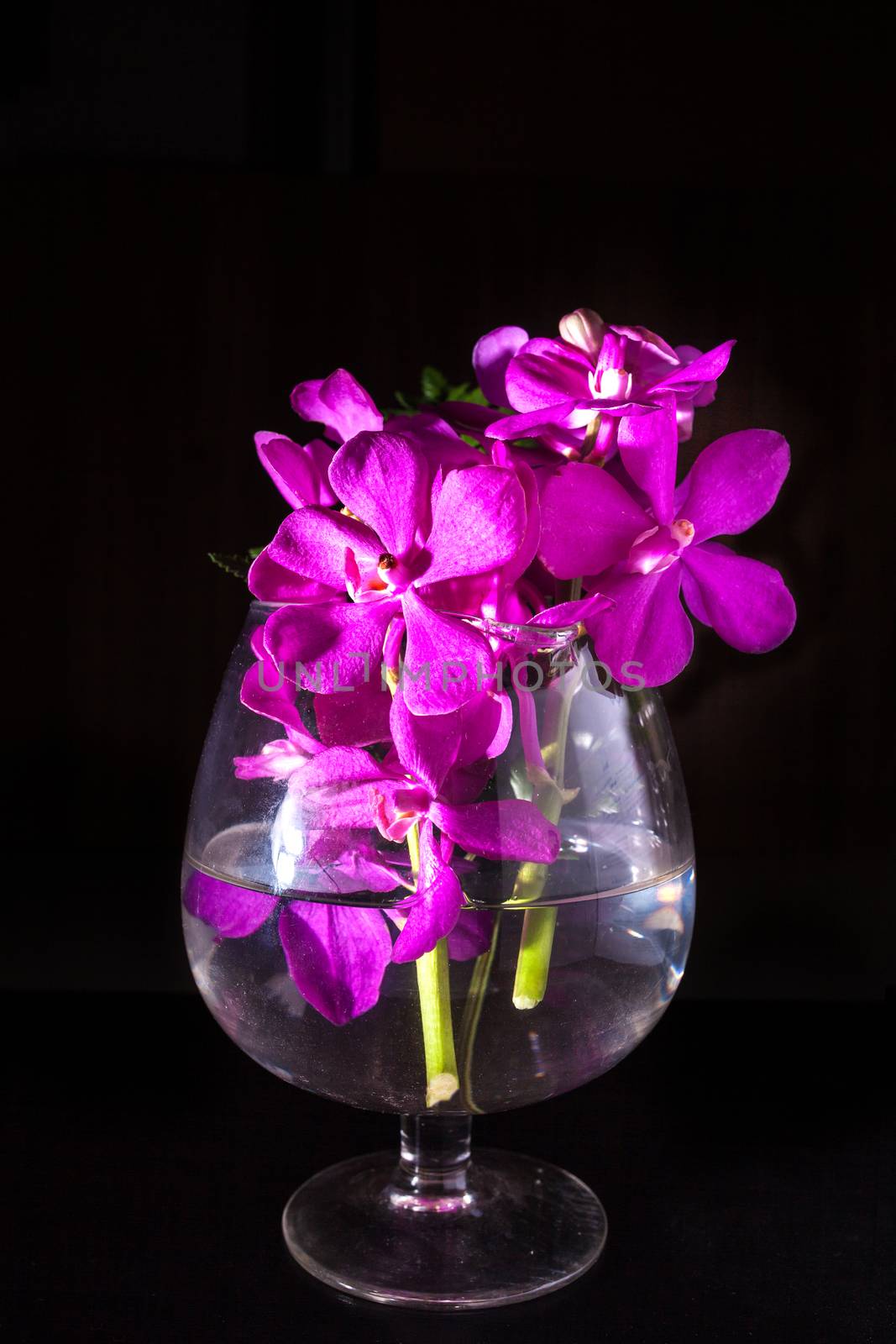 Beautiful Purple orchid flower on black by nopparats