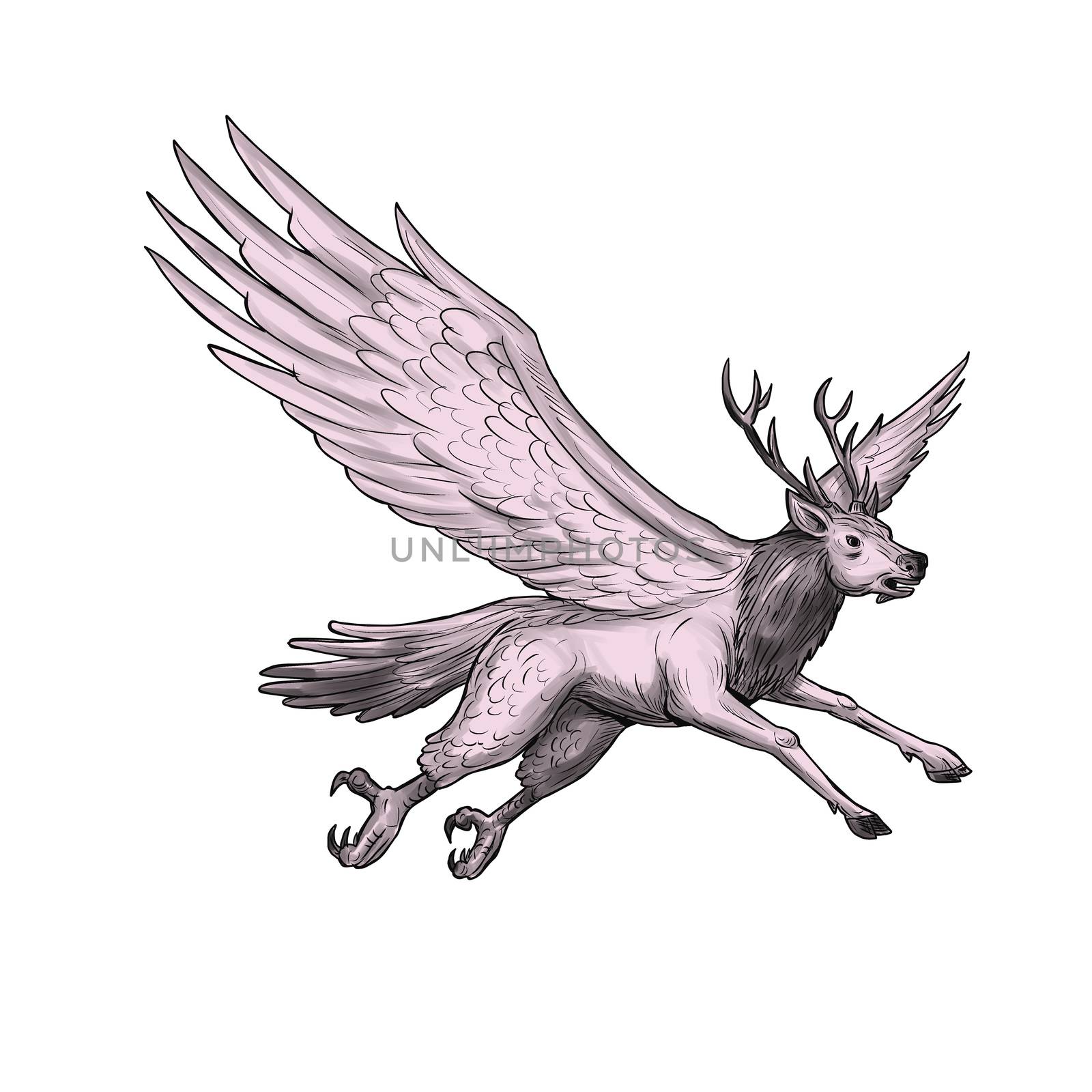 Tattoo style illustration of a Peryton, a Medieval European mythical creature with head, forelegs and antlers of a full-grown stag with the wings plumage and hindquarters of a bird viewed from the side set on isolated white background. 