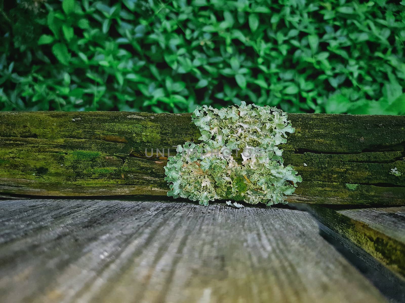 Lichen On Wood Fence by gstalker