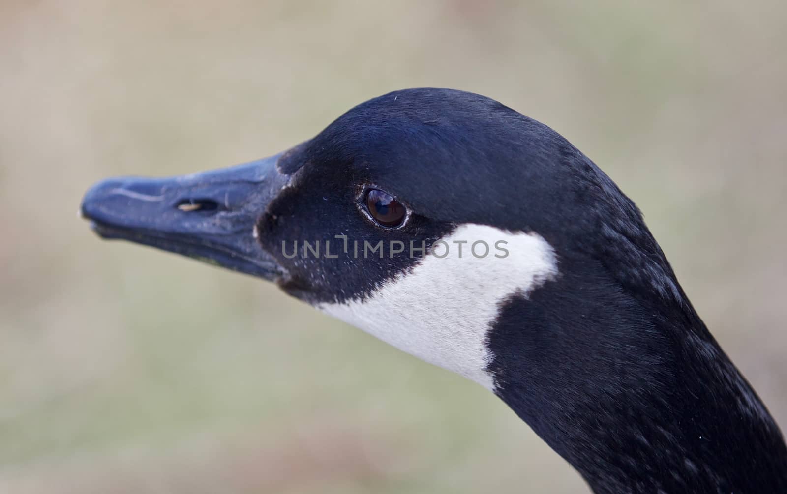 Beautiful portrait of a cute Canada goose in the lake by teo