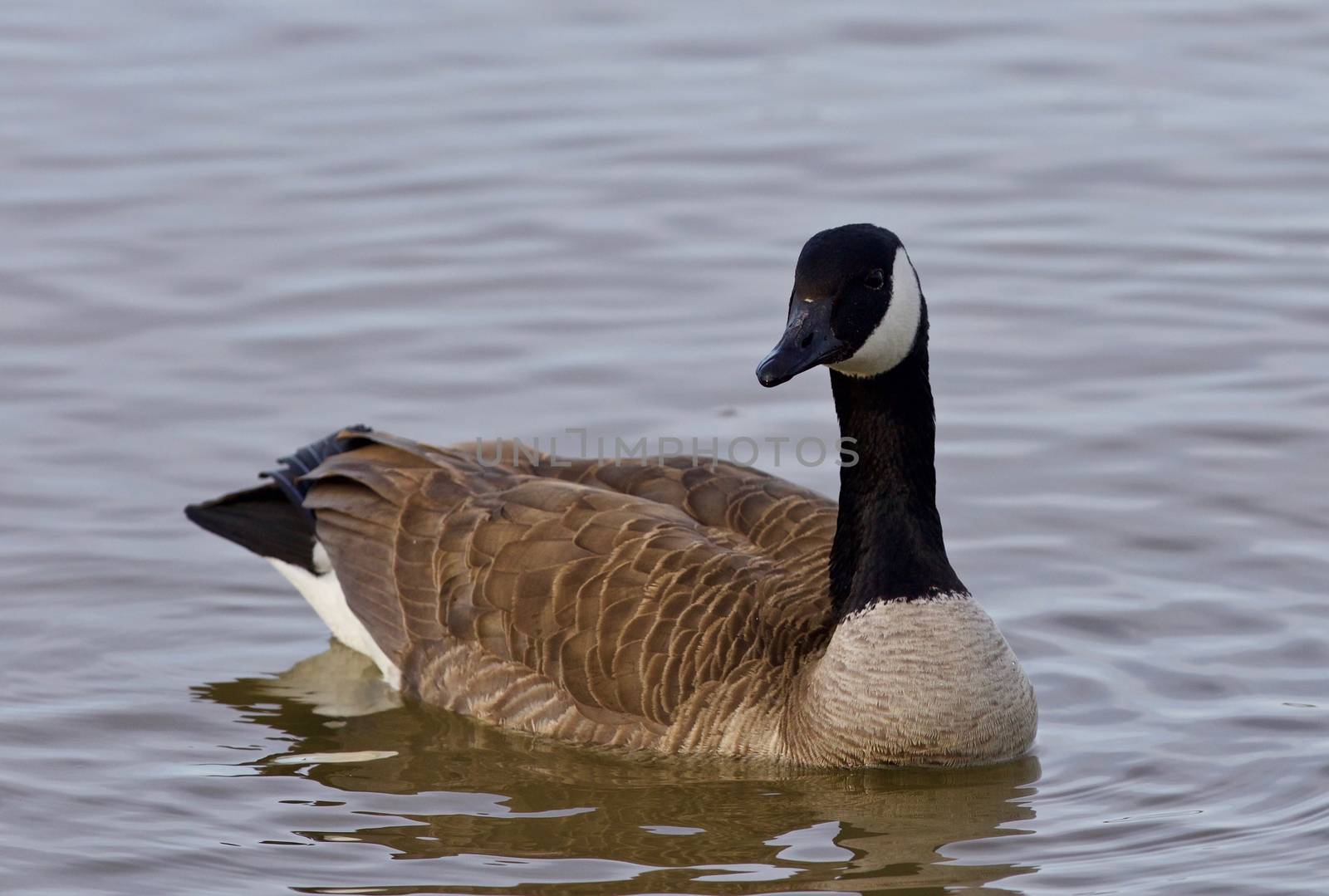 Beautiful isolated picture with a Canada goose in the lake by teo